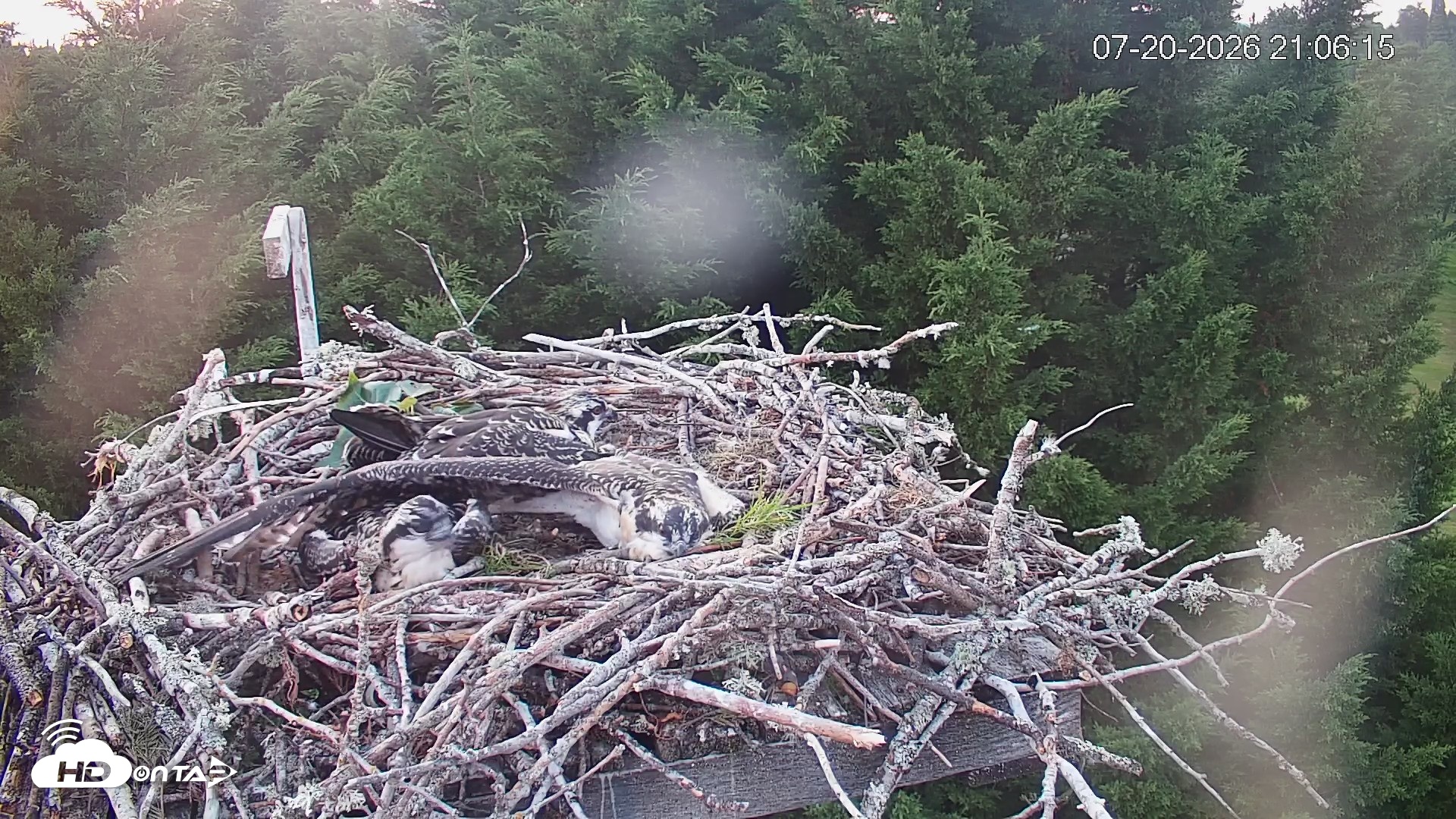 Snapshot of Medina Washington Live Osprey Nest Webcam taken Jul 20, 2026, 9:07pm PDT