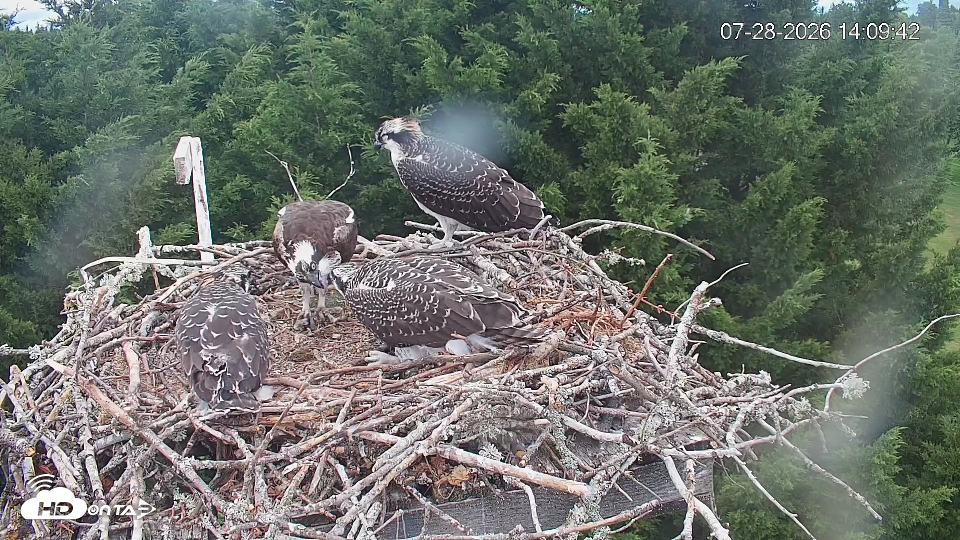Snapshot of Medina Washington Live Osprey Nest Webcam taken Jul 28, 2026, 2:10pm PDT