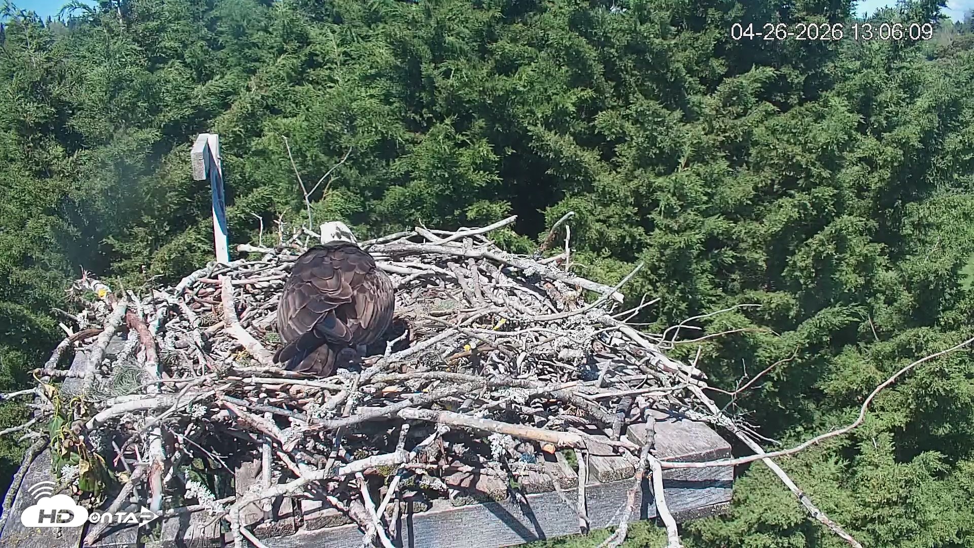Snapshot of Medina Washington Live Osprey Nest Webcam taken Apr 26, 2026, 1:07pm PDT