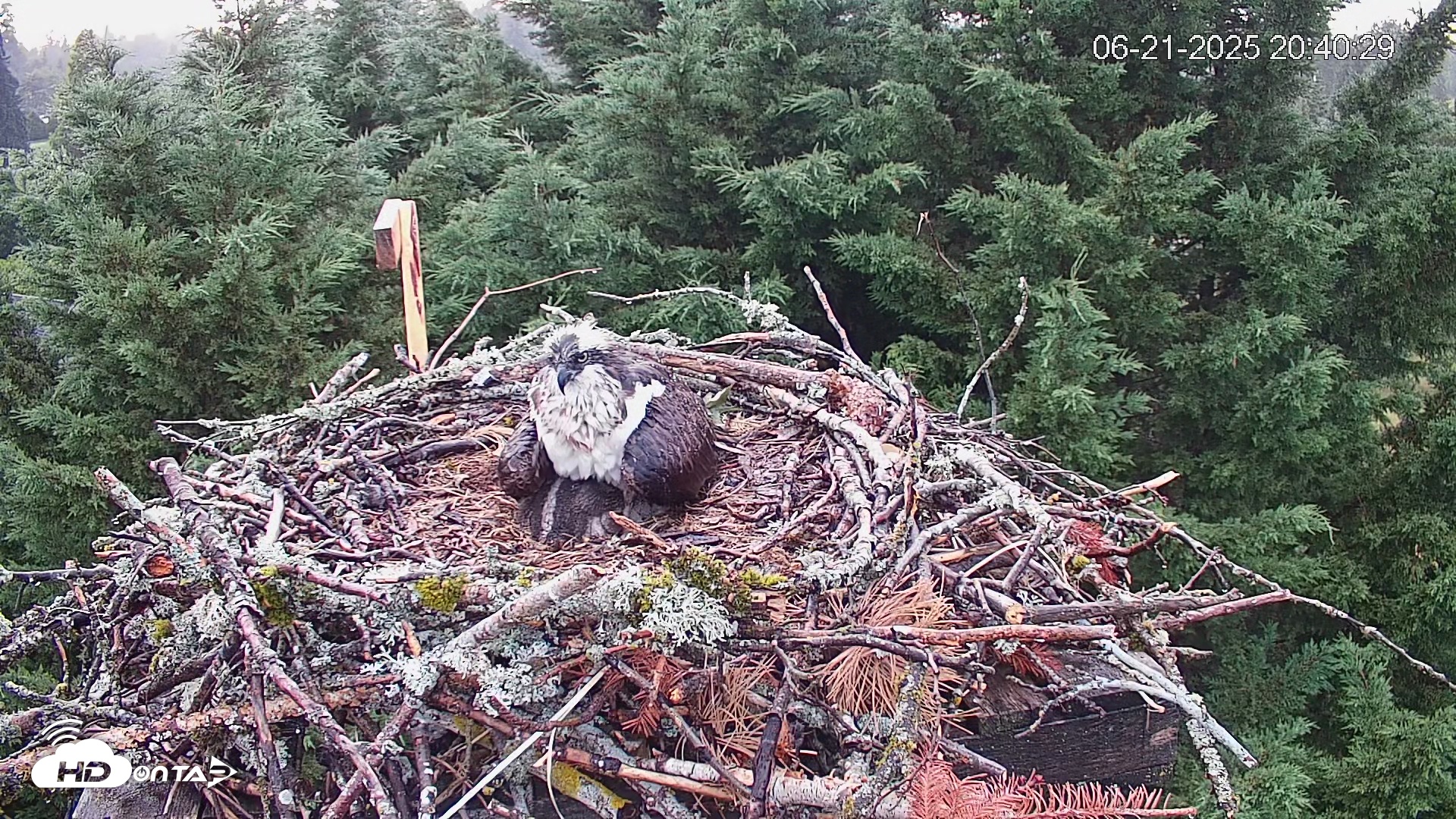 Snapshot of Medina Washington Live Osprey Nest Webcam taken Jun 21, 2025, 8:41pm PDT