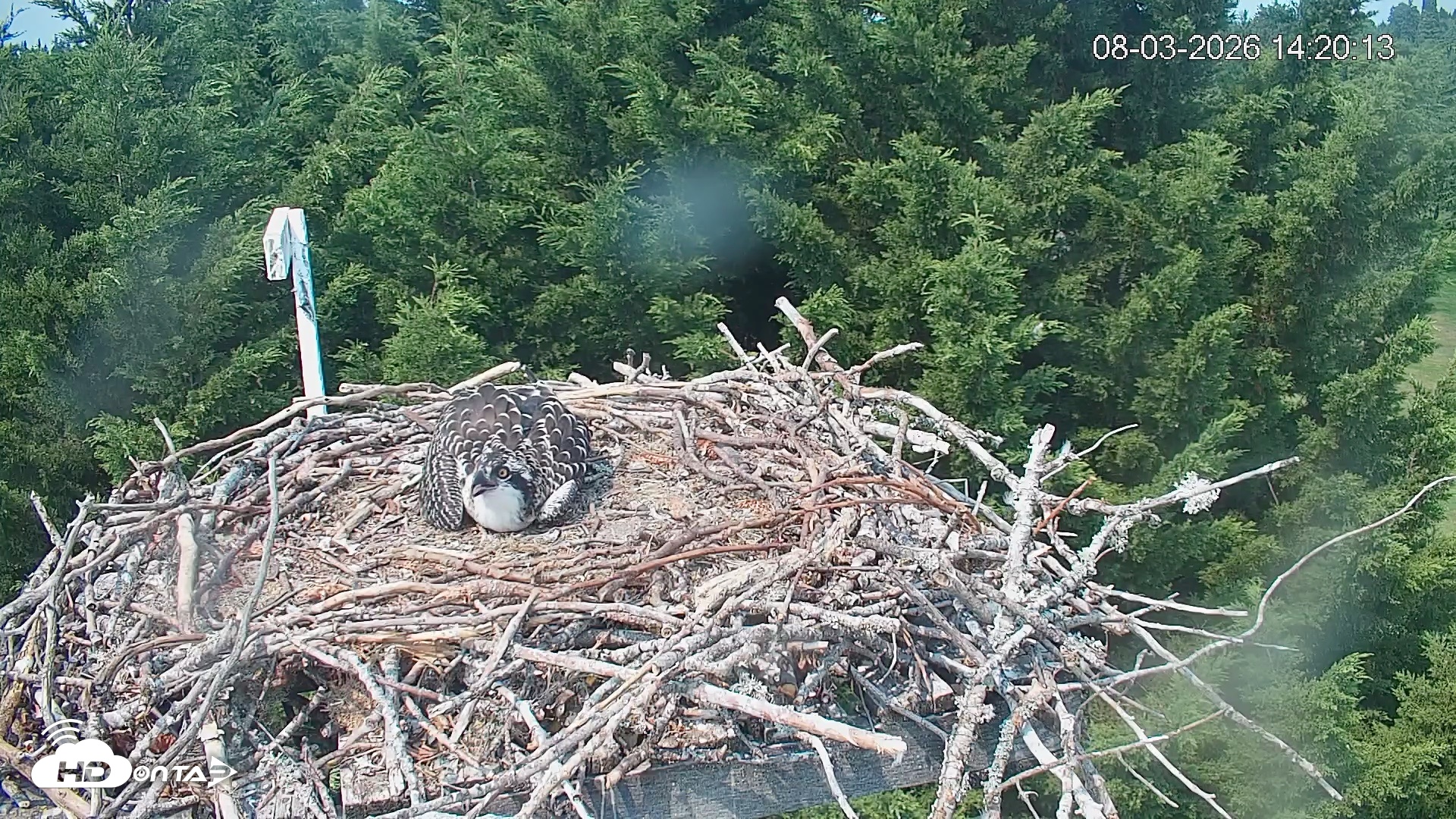 Snapshot of Medina Washington Live Osprey Nest Webcam taken Aug 3, 2026, 2:22pm PDT