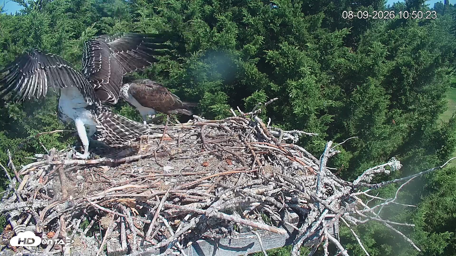 Snapshot of Medina Washington Live Osprey Nest Webcam taken Aug 9, 2026, 10:51am PDT