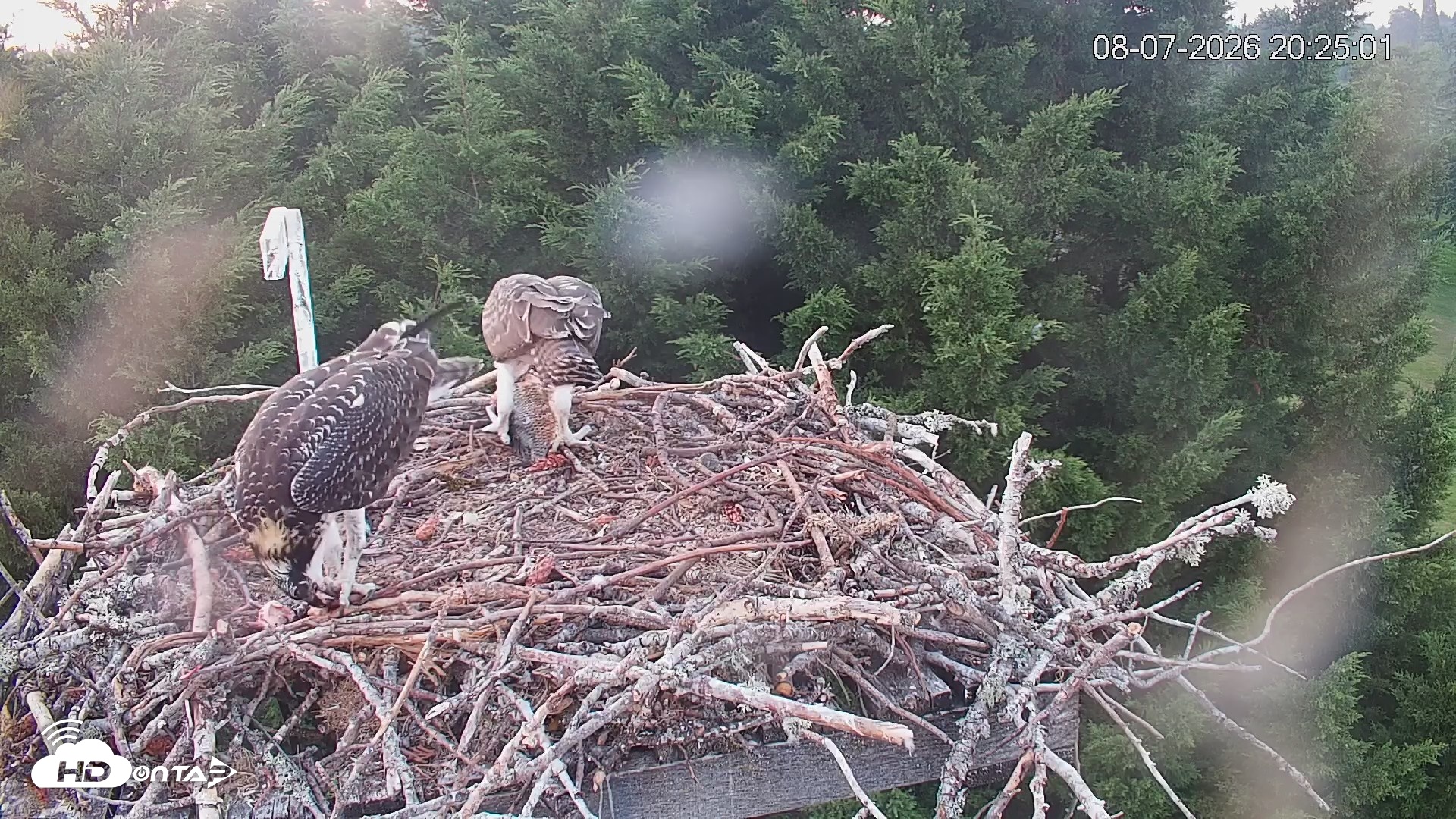 Snapshot of Medina Washington Live Osprey Nest Webcam taken Aug 7, 2026, 8:25pm PDT