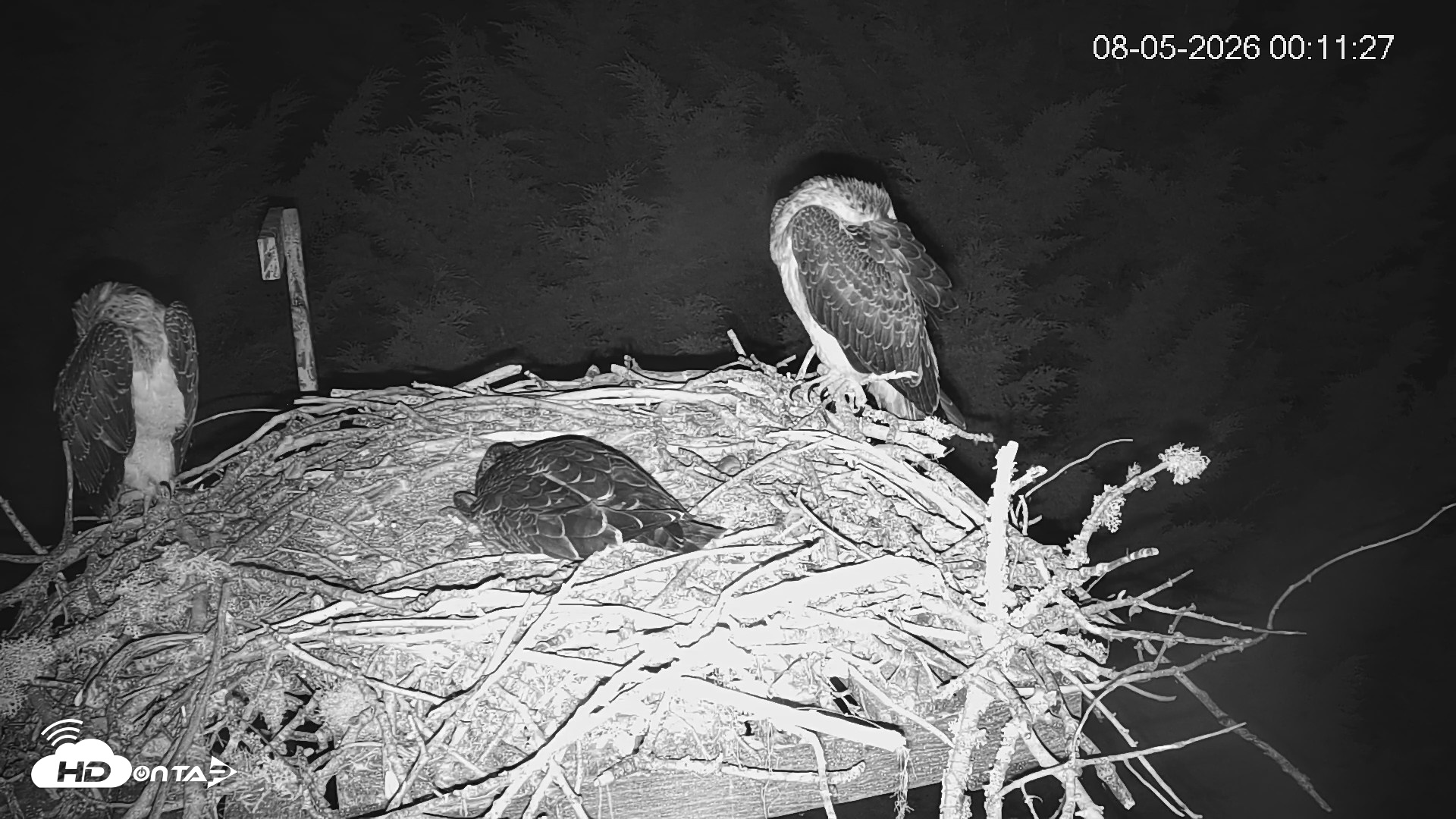 Snapshot of Medina Washington Live Osprey Nest Webcam taken Aug 5, 2026, 12:12am PDT