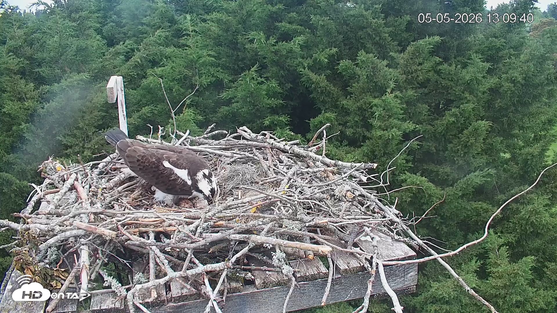 Snapshot of Medina Washington Live Osprey Nest Webcam taken May 5, 2026, 1:10pm PDT