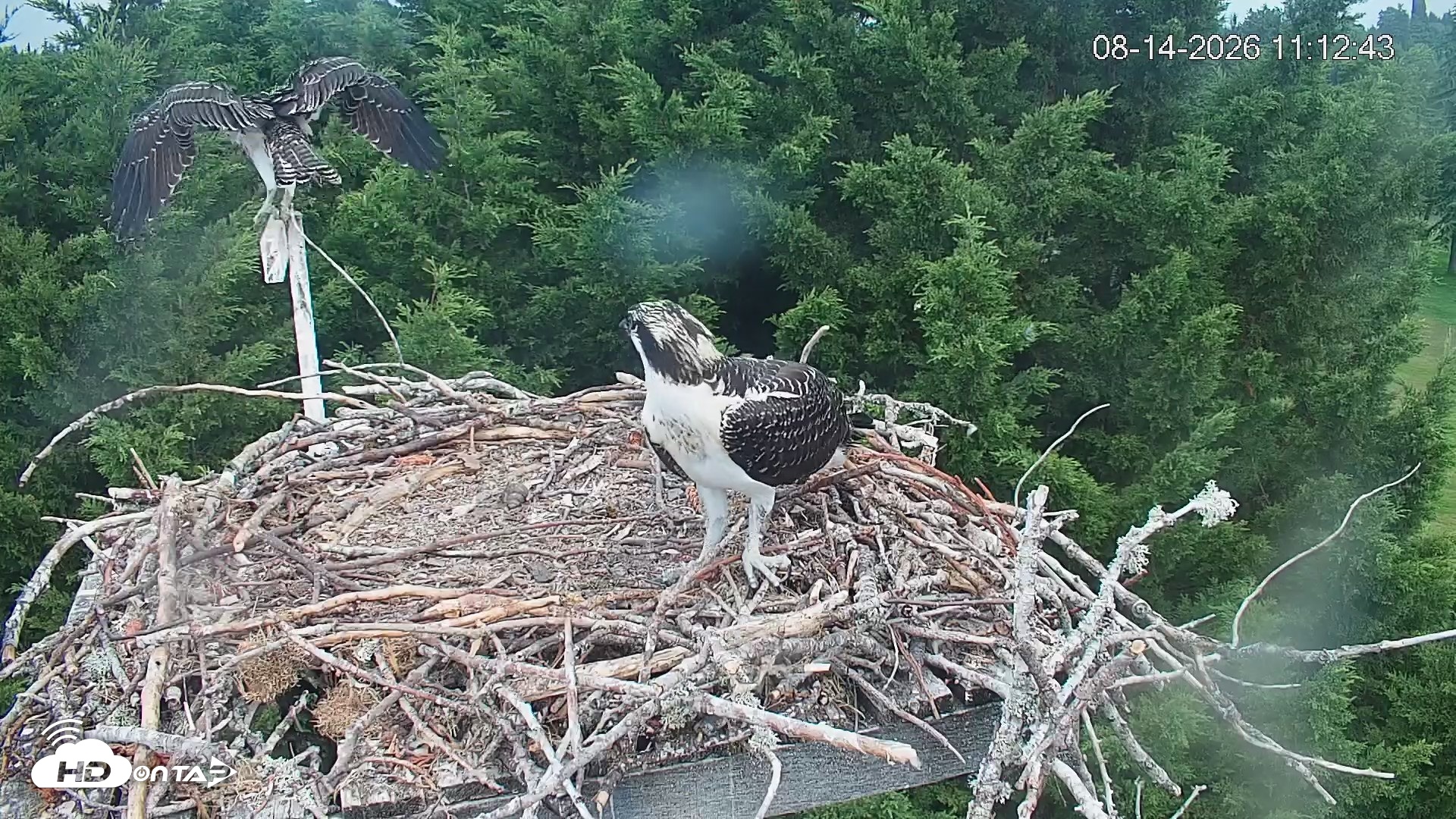 Snapshot of Medina Washington Live Osprey Nest Webcam taken Aug 14, 2026, 11:13am PDT