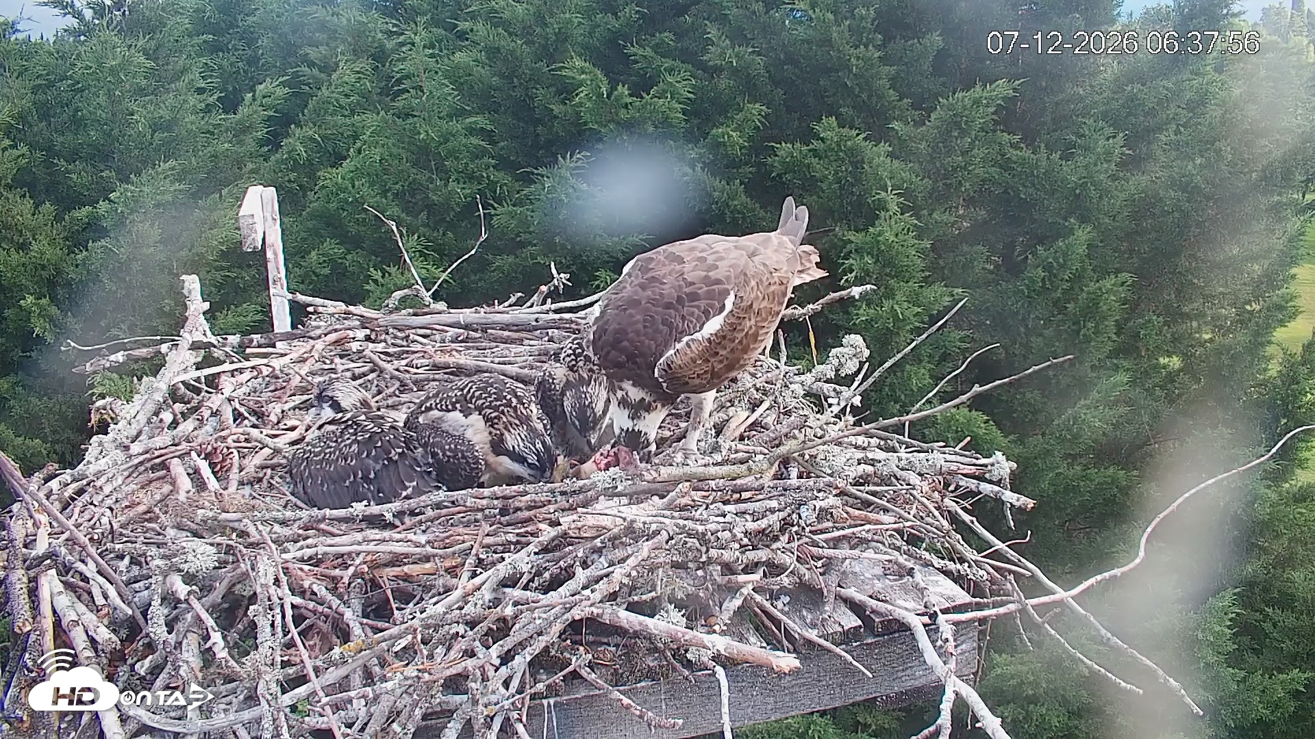 Snapshot of Medina Washington Live Osprey Nest Webcam taken Jul 12, 2026, 6:40am PDT