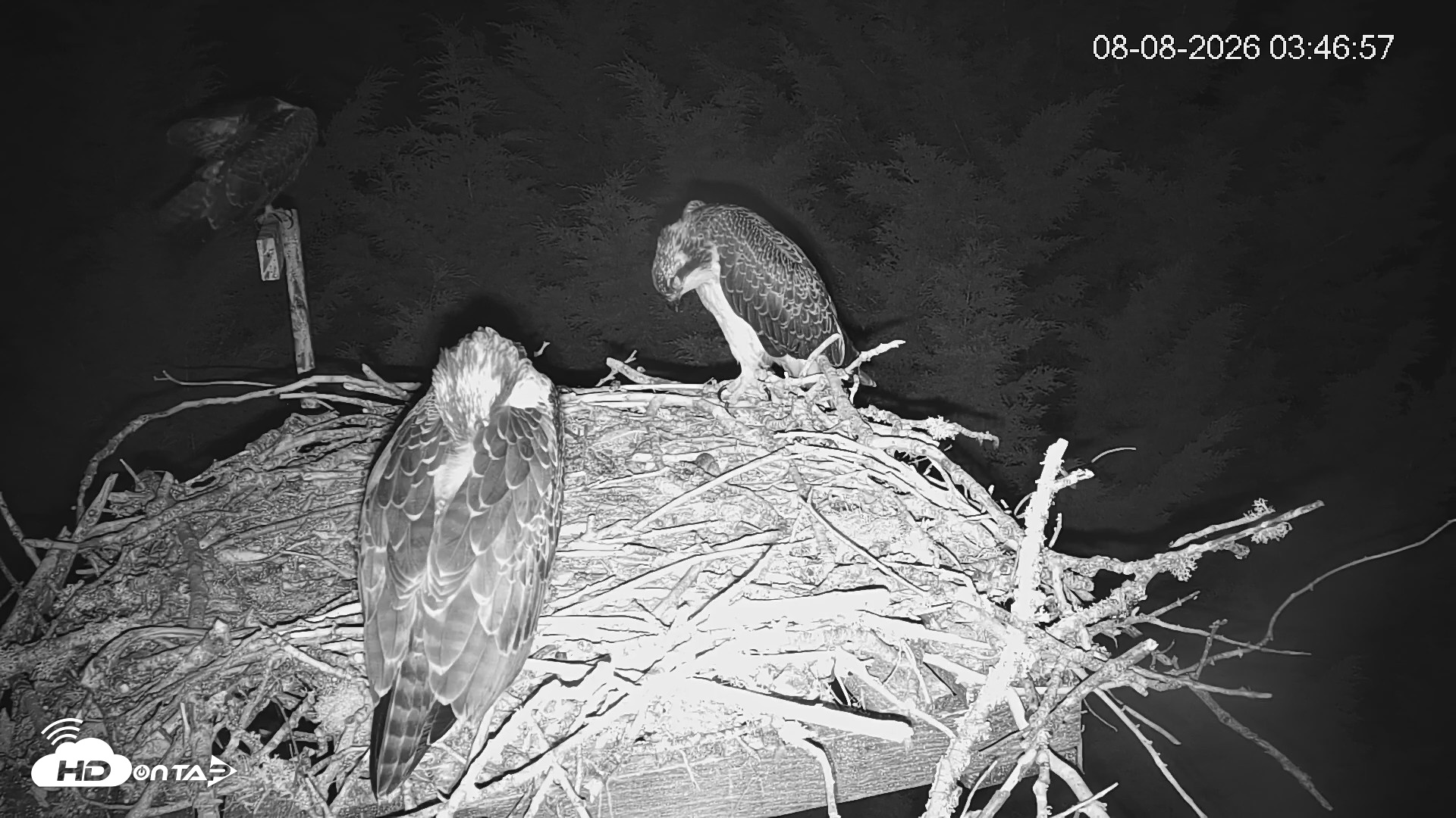 Snapshot of Medina Washington Live Osprey Nest Webcam taken Aug 8, 2026, 3:47am PDT