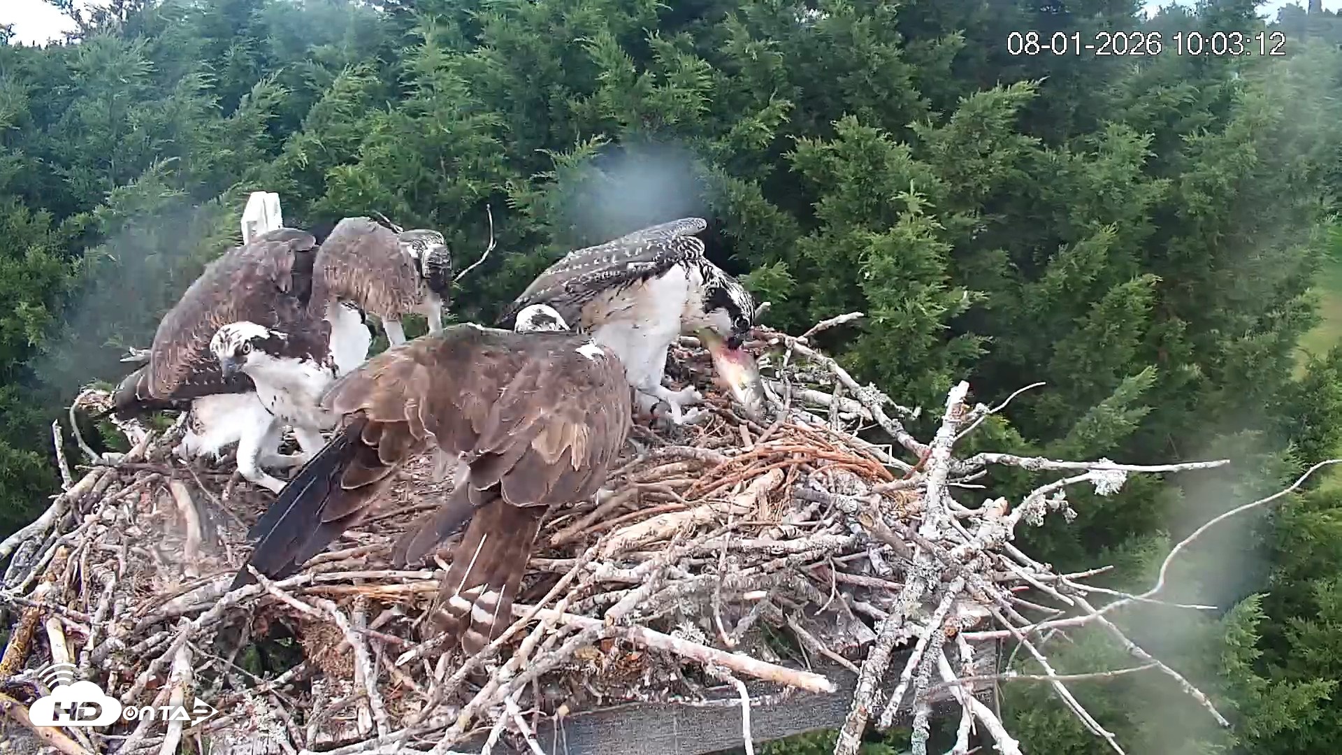 Snapshot of Medina Washington Live Osprey Nest Webcam taken Aug 1, 2026, 10:04am PDT