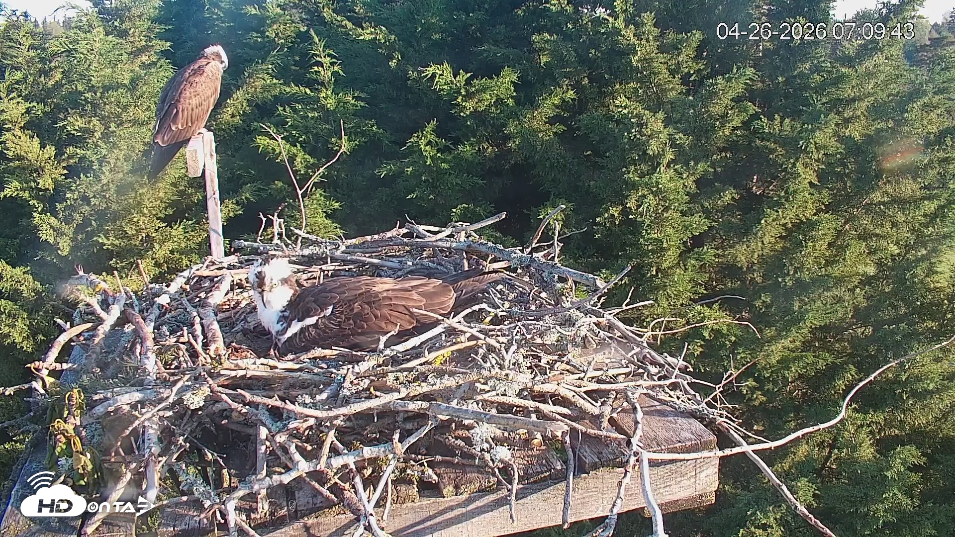 Snapshot of Medina Washington Live Osprey Nest Webcam taken Apr 26, 2026, 7:10am PDT