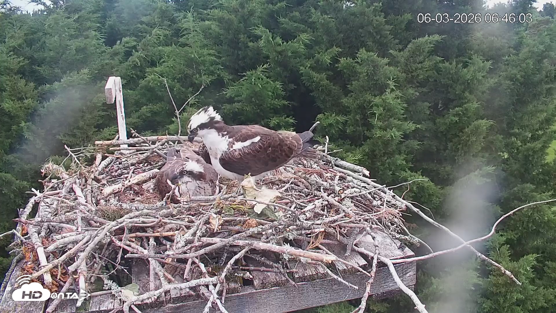 Snapshot of Medina Washington Live Osprey Nest Webcam taken Jun 3, 2026, 6:46am PDT