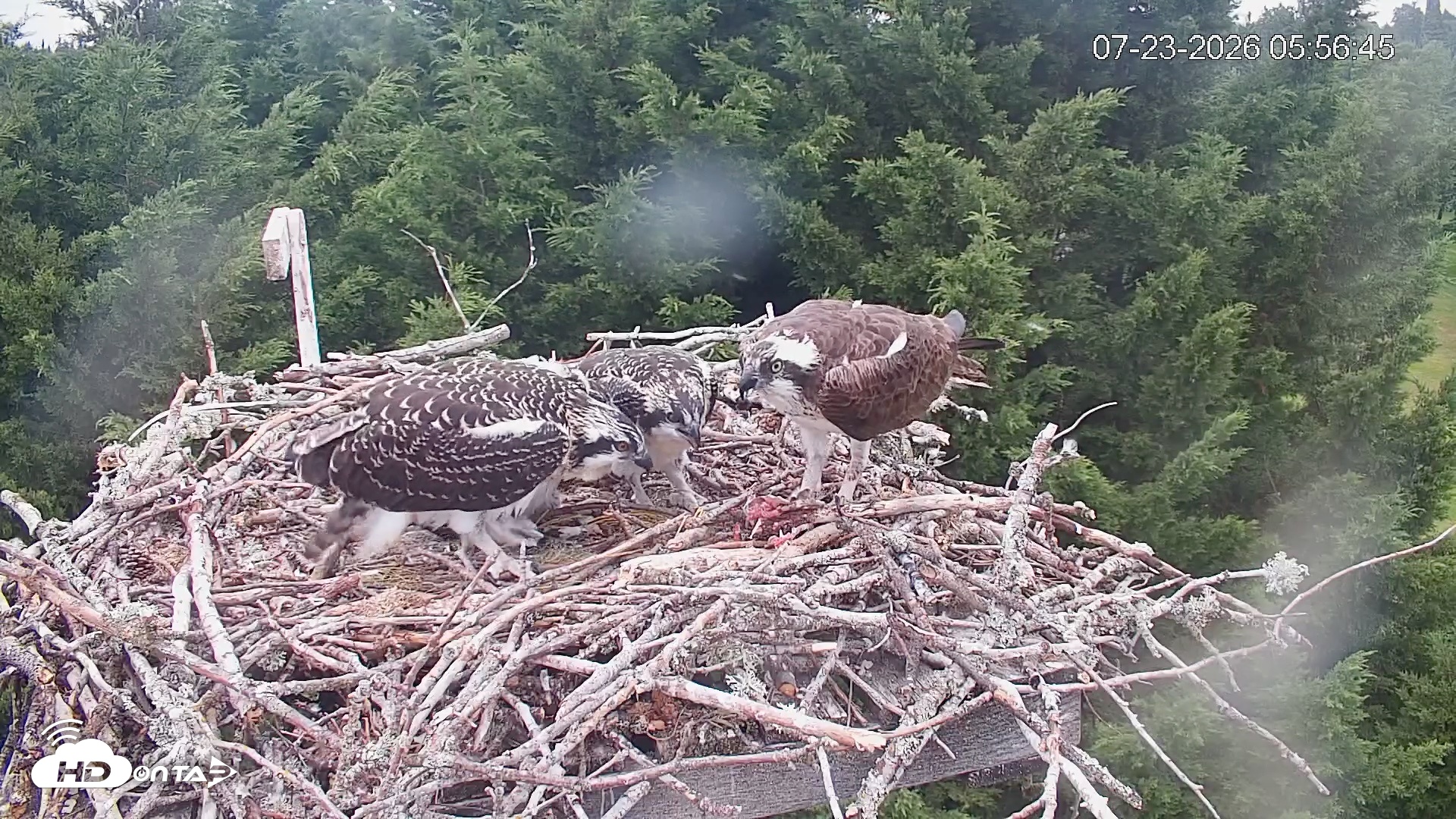 Snapshot of Medina Washington Live Osprey Nest Webcam taken Jul 23, 2026, 5:57am PDT