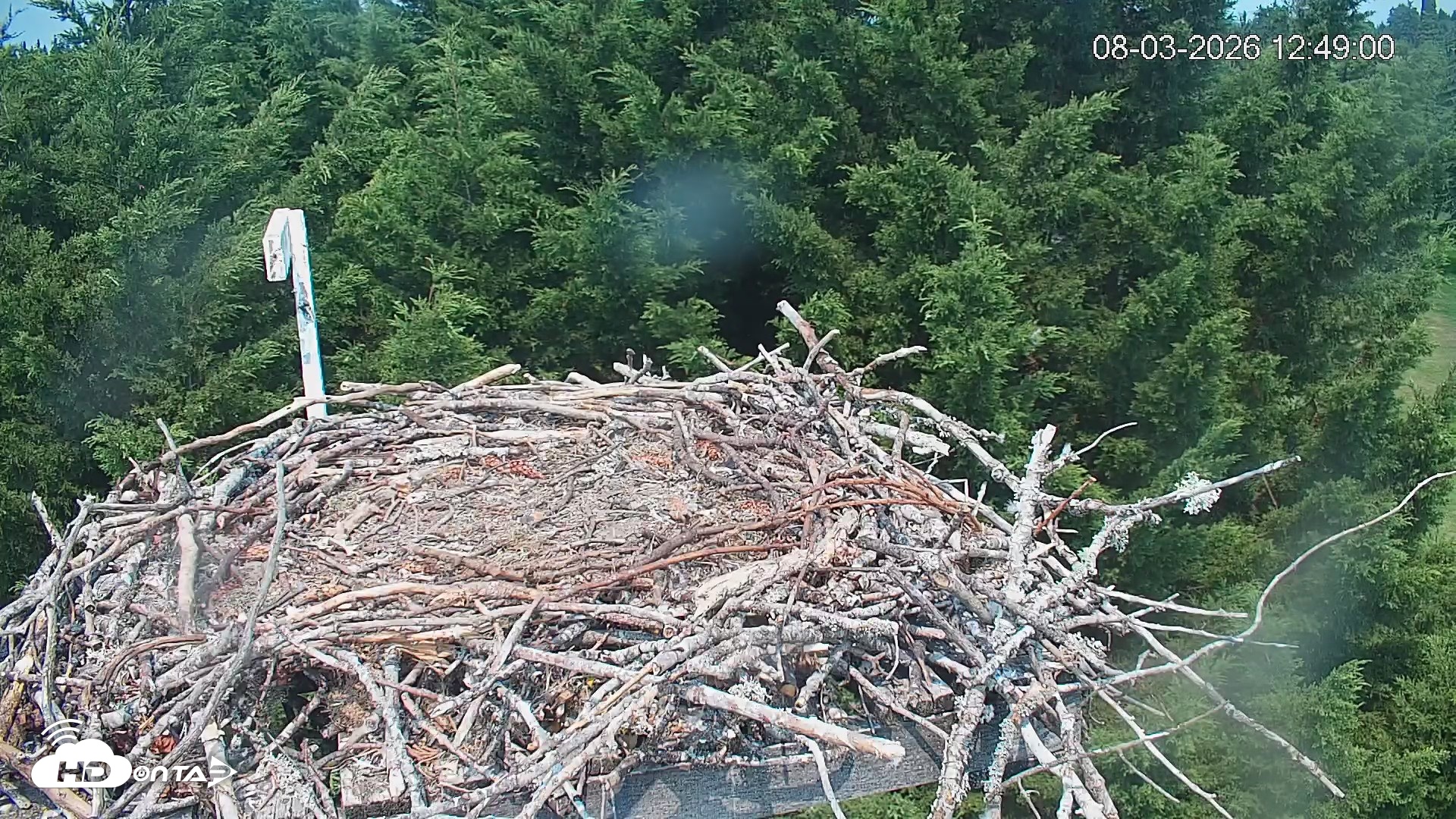 Snapshot of Medina Washington Live Osprey Nest Webcam taken Aug 3, 2026, 12:50pm PDT
