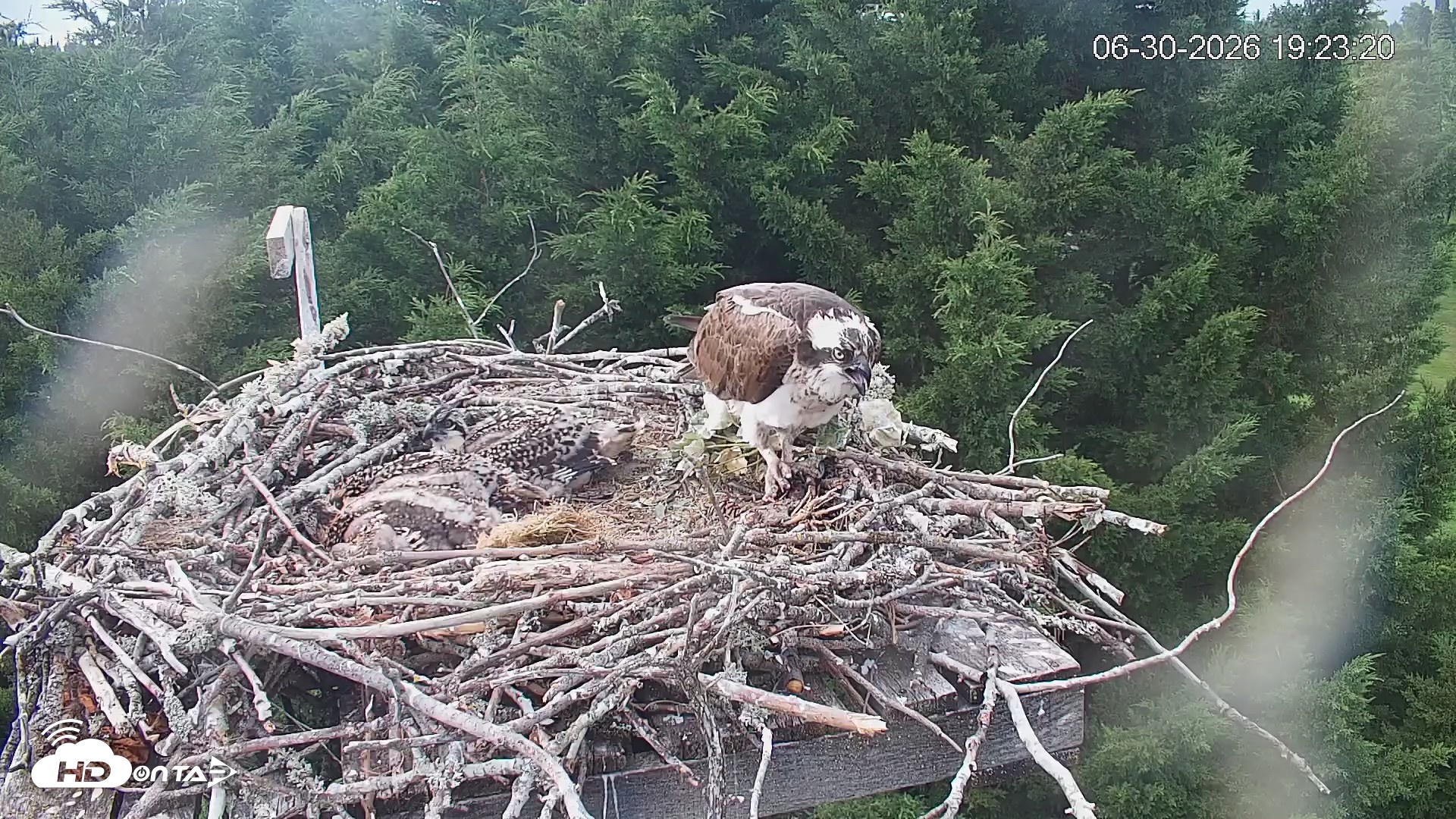 Snapshot of Medina Washington Live Osprey Nest Webcam taken Jun 30, 2026, 7:24pm PDT