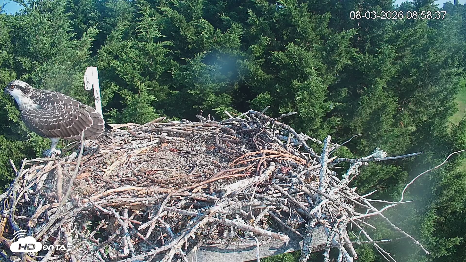 Snapshot of Medina Washington Live Osprey Nest Webcam taken Aug 3, 2026, 8:59am PDT