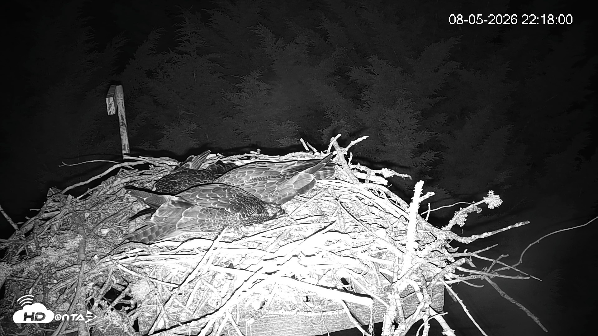 Snapshot of Medina Washington Live Osprey Nest Webcam taken Aug 5, 2026, 10:20pm PDT