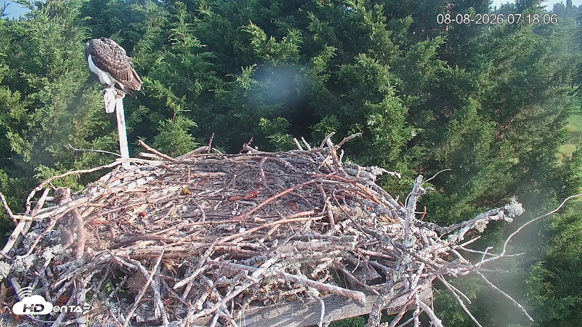 Snapshot of Medina Washington Live Osprey Nest Webcam taken Aug 8, 2026, 7:18am PDT