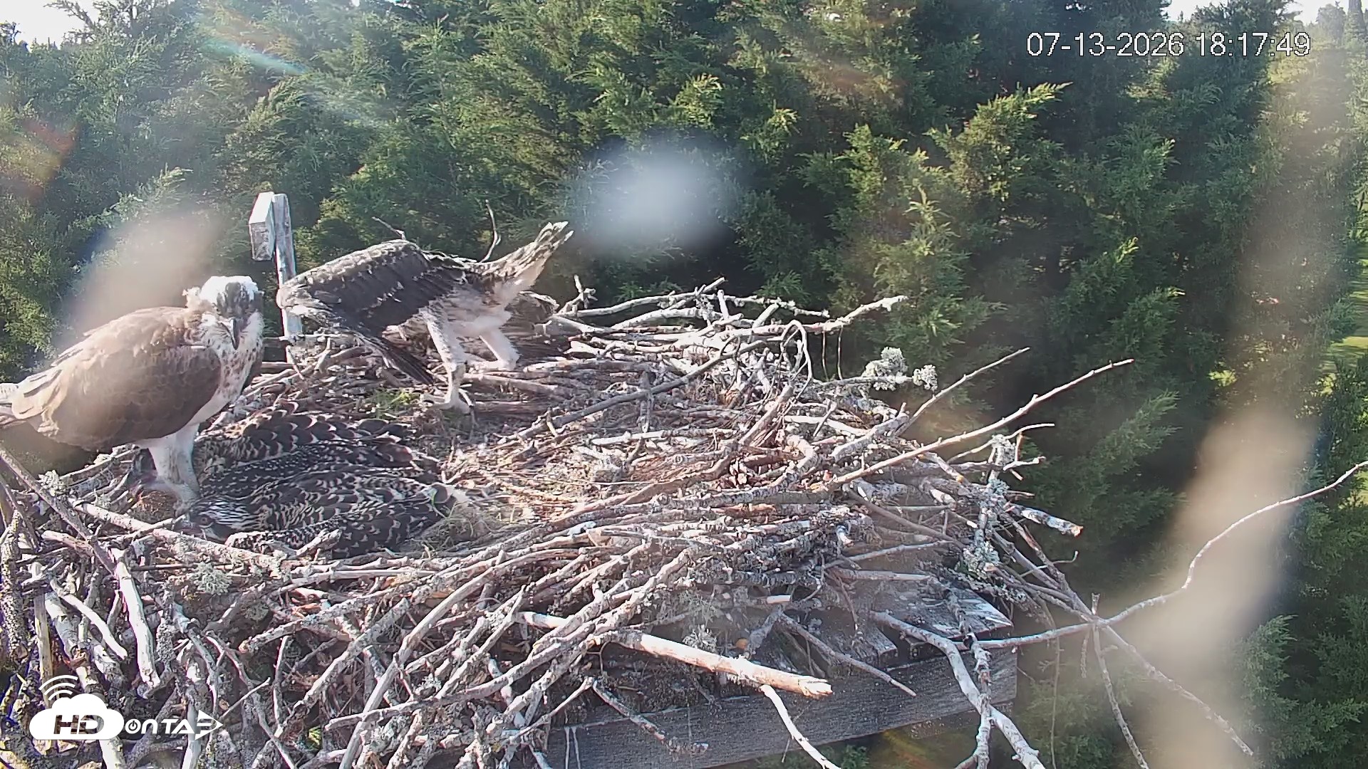 Snapshot of Medina Washington Live Osprey Nest Webcam taken Jul 13, 2026, 6:18pm PDT