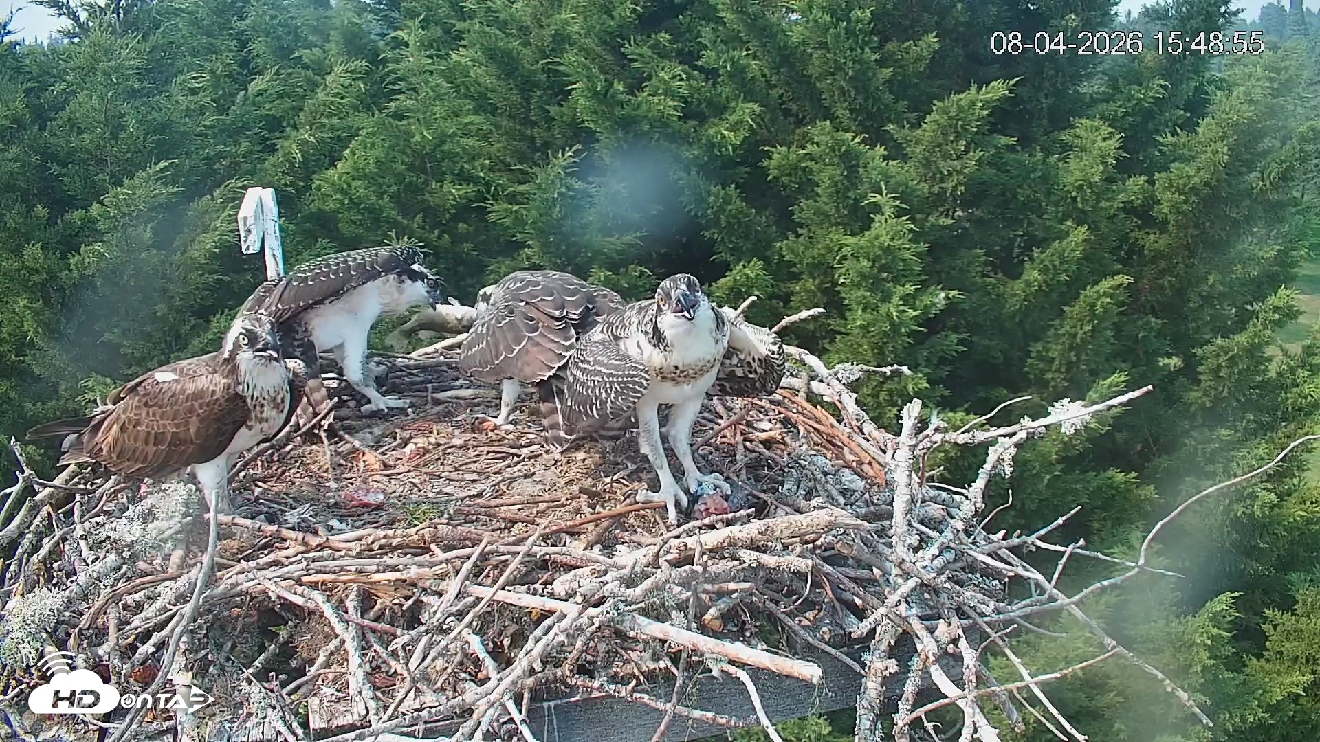 Snapshot of Medina Washington Live Osprey Nest Webcam taken Aug 4, 2026, 3:49pm PDT