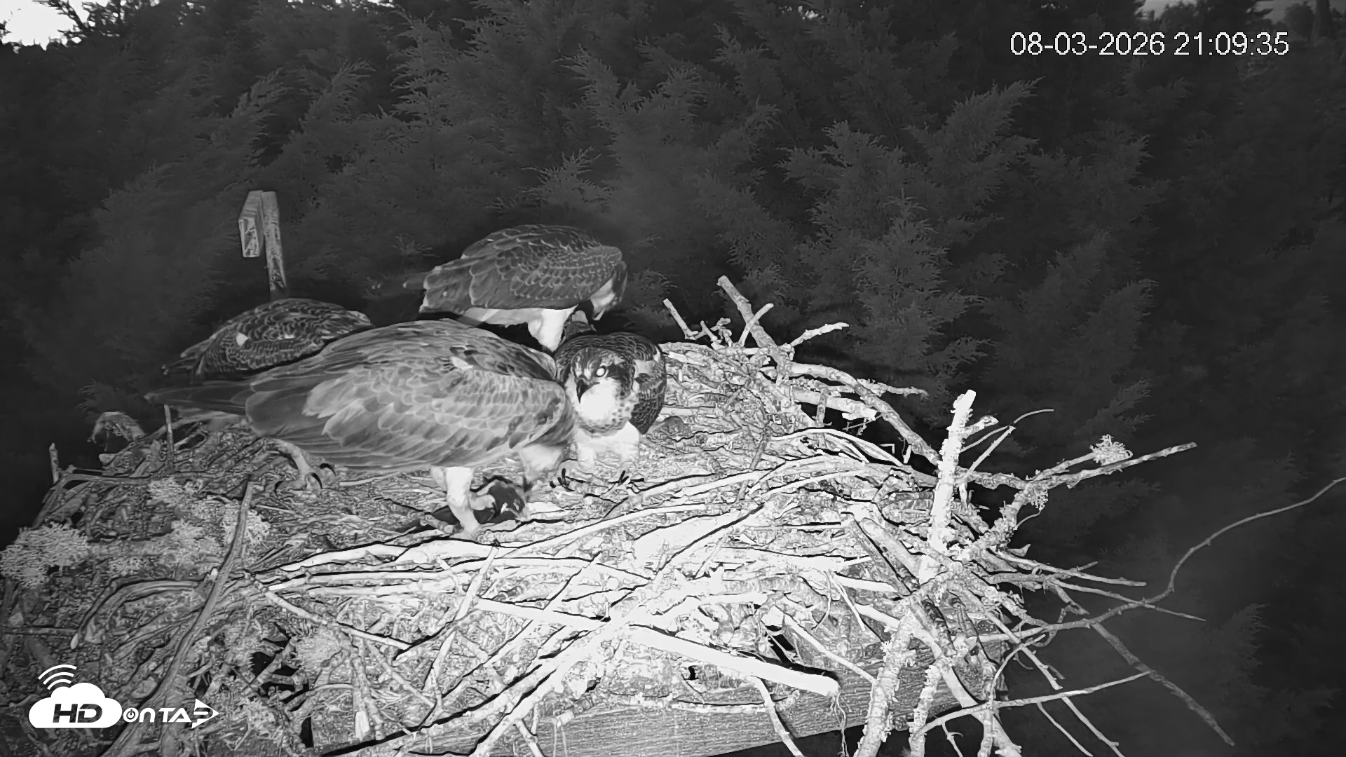 Snapshot of Medina Washington Live Osprey Nest Webcam taken Aug 3, 2026, 9:10pm PDT