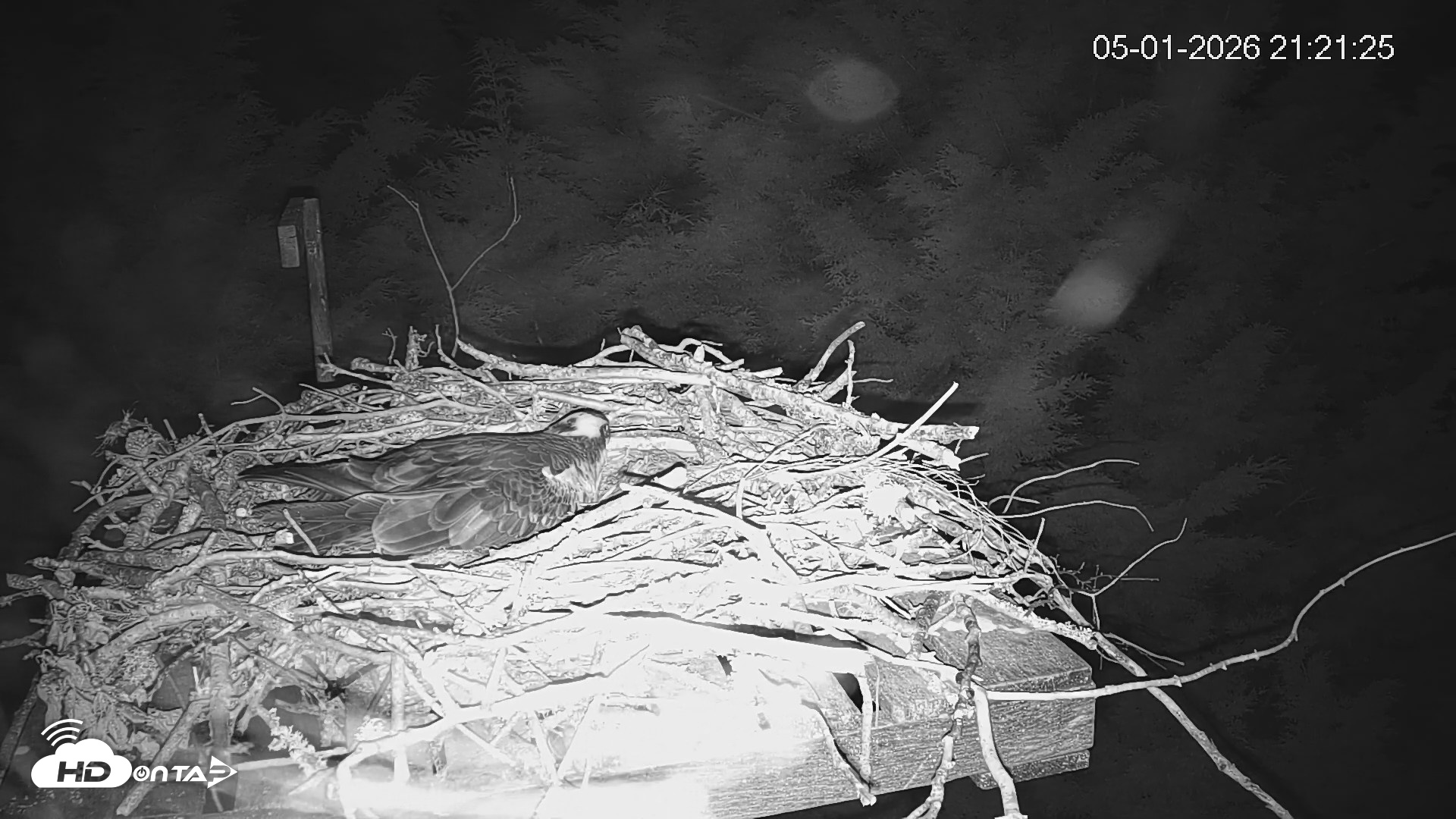 Snapshot of Medina Washington Live Osprey Nest Webcam taken May 1, 2026, 9:22pm PDT