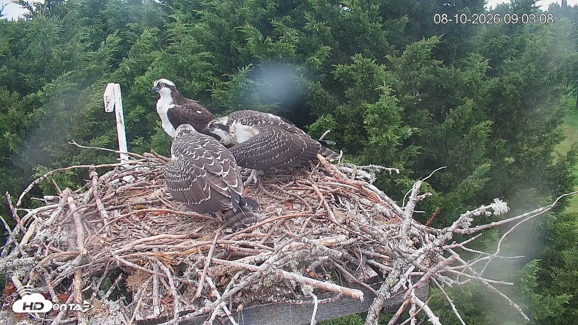 Snapshot of Medina Washington Live Osprey Nest Webcam taken Aug 10, 2026, 9:03am PDT