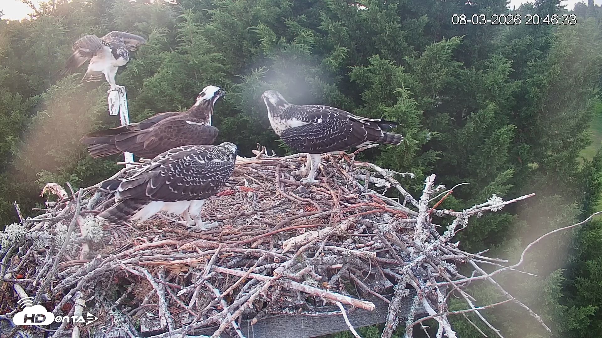 Snapshot of Medina Washington Live Osprey Nest Webcam taken Aug 3, 2026, 8:47pm PDT