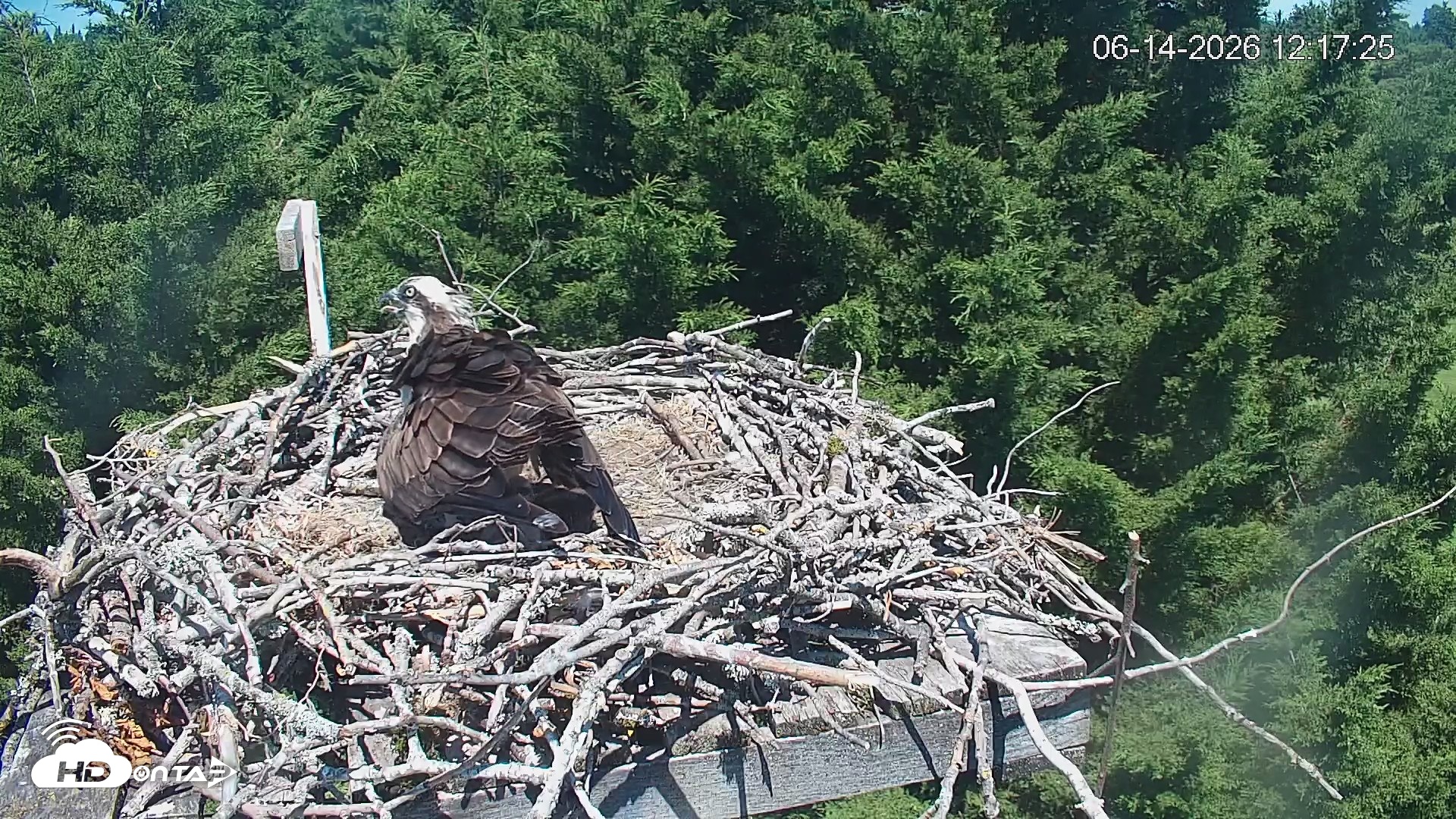 Snapshot of Medina Washington Live Osprey Nest Webcam taken Jun 14, 2026, 12:18pm PDT