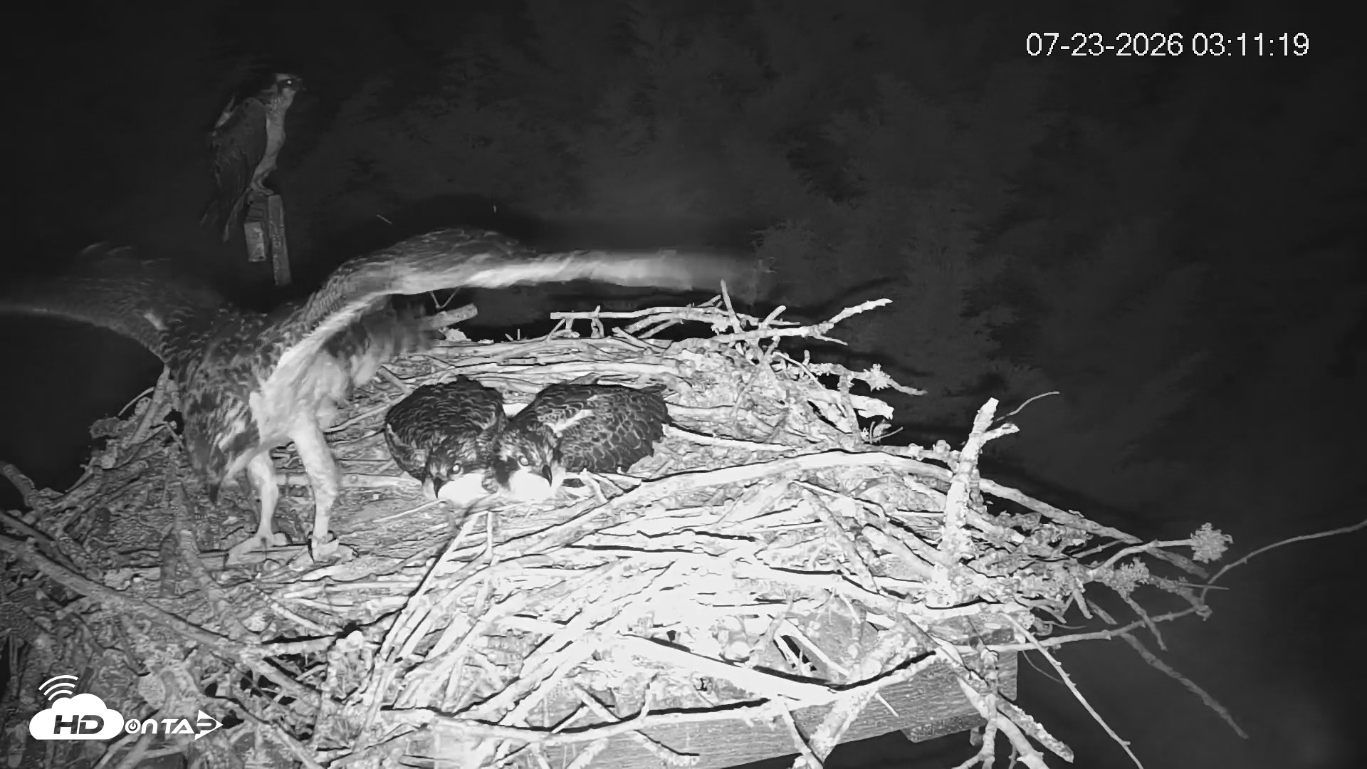 Snapshot of Medina Washington Live Osprey Nest Webcam taken Jul 23, 2026, 3:11am PDT