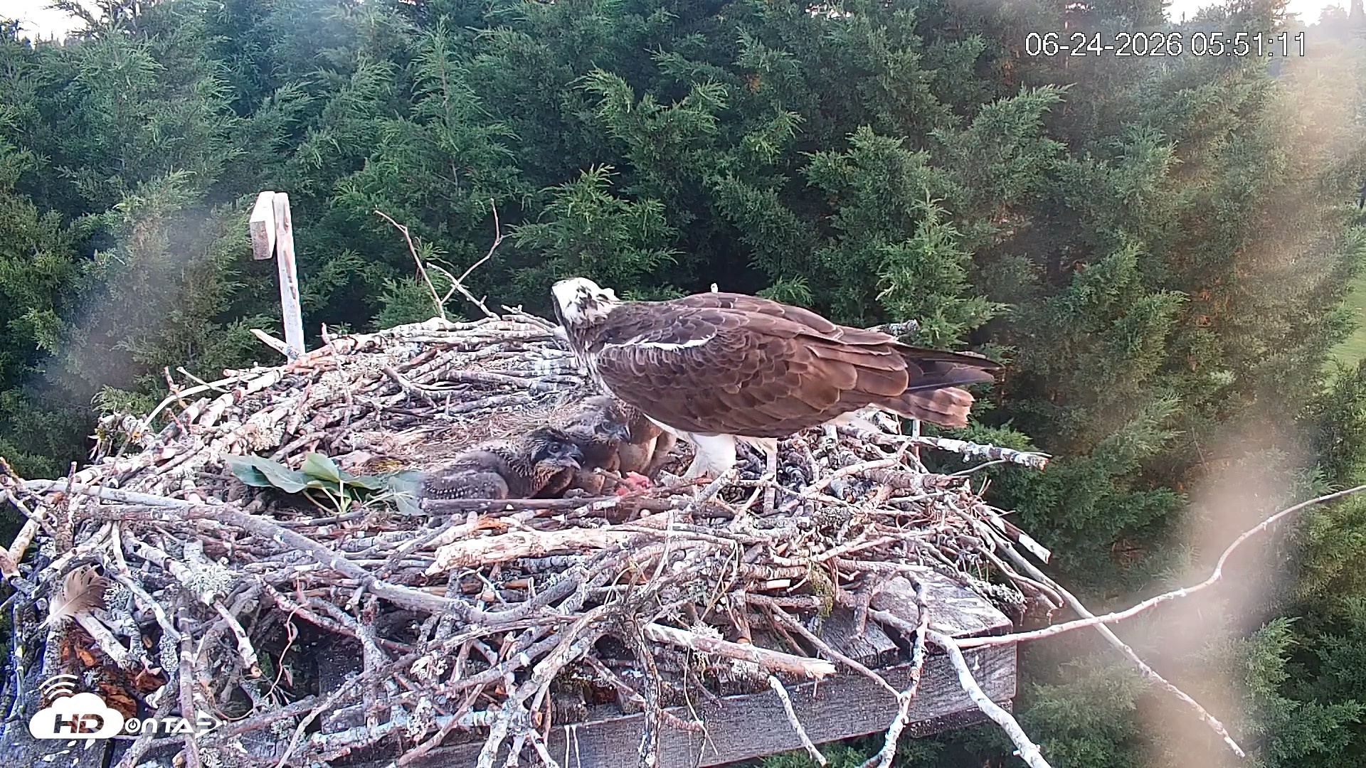 Snapshot of Medina Washington Live Osprey Nest Webcam taken Jun 24, 2026, 5:52am PDT