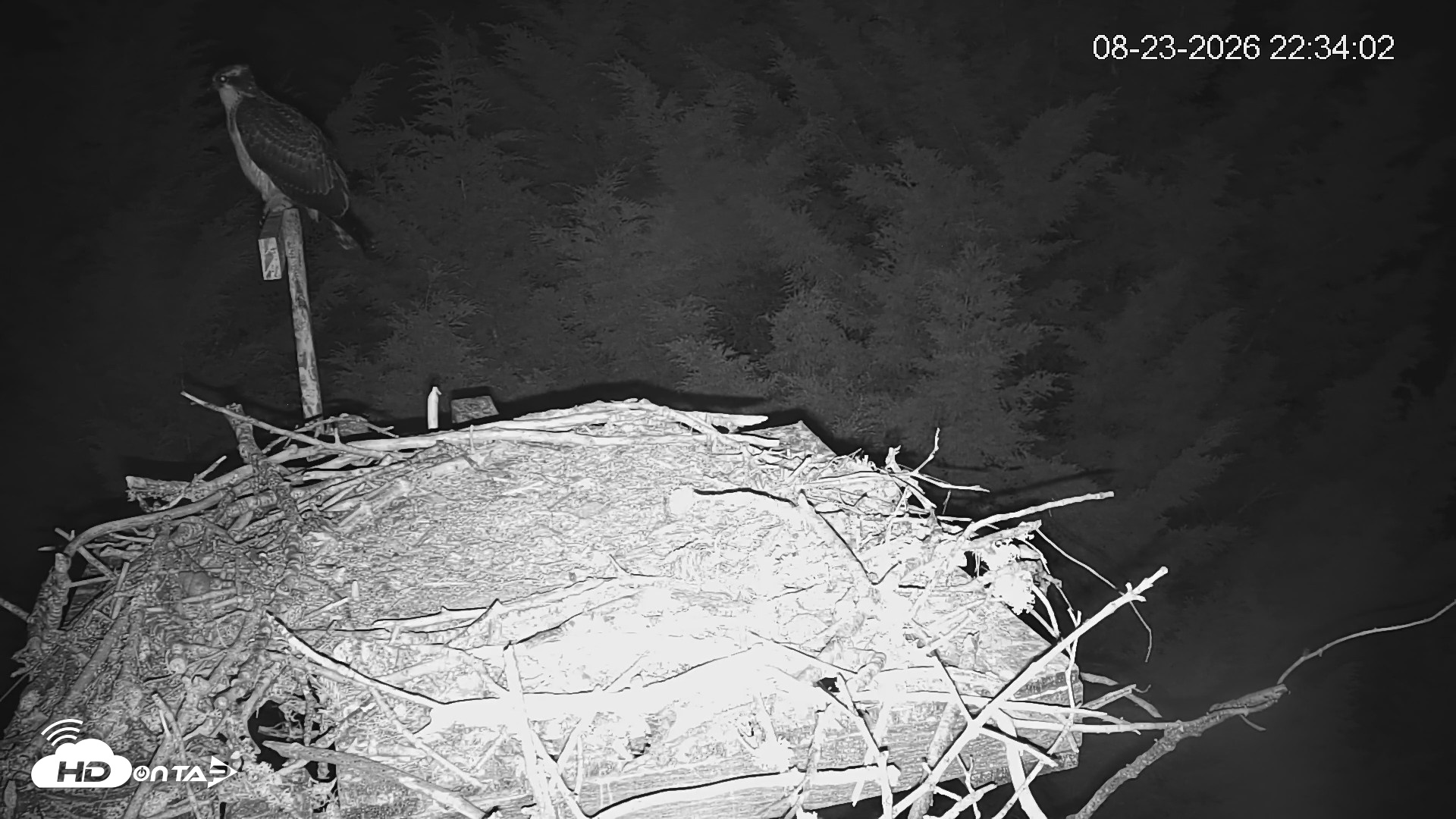 Snapshot of Medina Washington Live Osprey Nest Webcam taken Aug 23, 2026, 10:34pm PDT