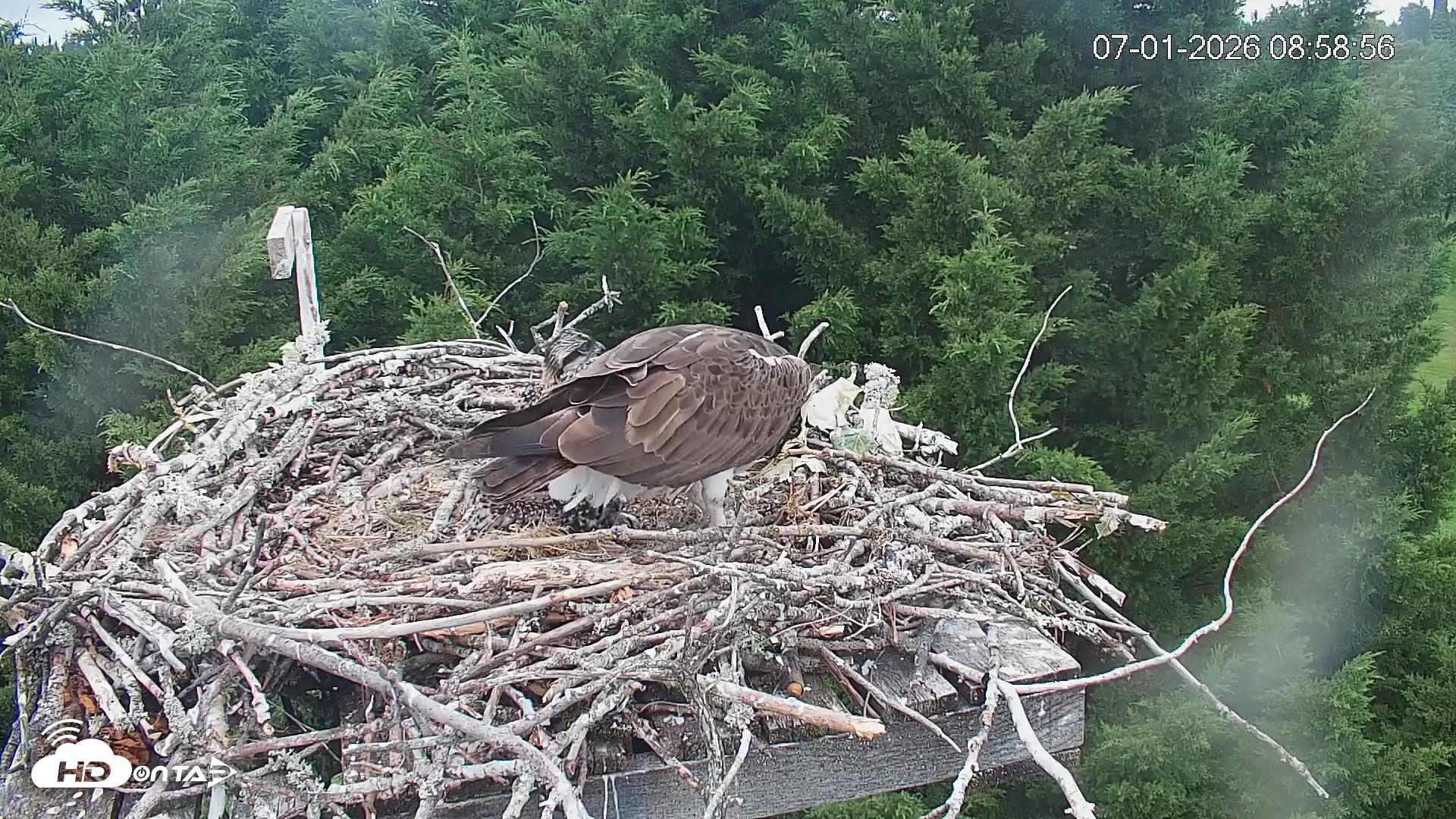 Snapshot of Medina Washington Live Osprey Nest Webcam taken Jul 1, 2026, 8:59am PDT