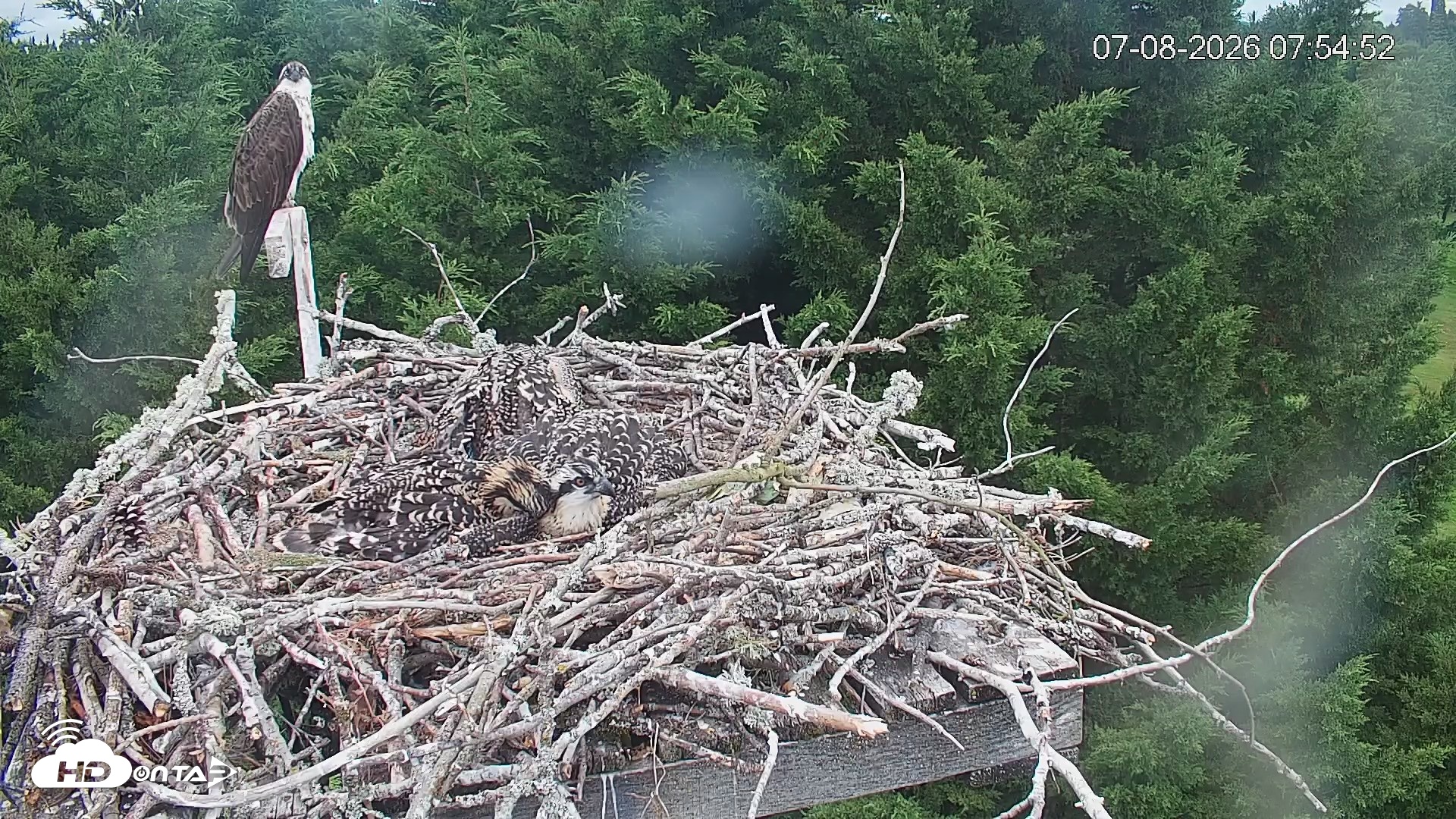 Snapshot of Medina Washington Live Osprey Nest Webcam taken Jul 8, 2026, 7:55am PDT