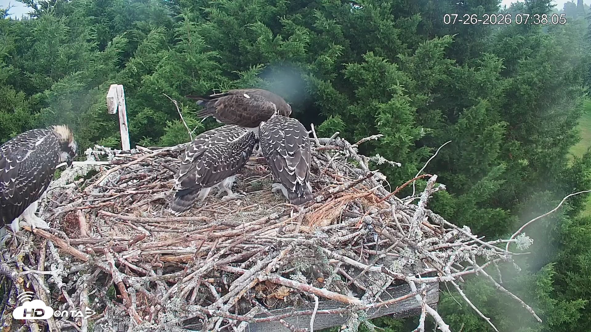 Snapshot of Medina Washington Live Osprey Nest Webcam taken Jul 26, 2026, 7:38am PDT
