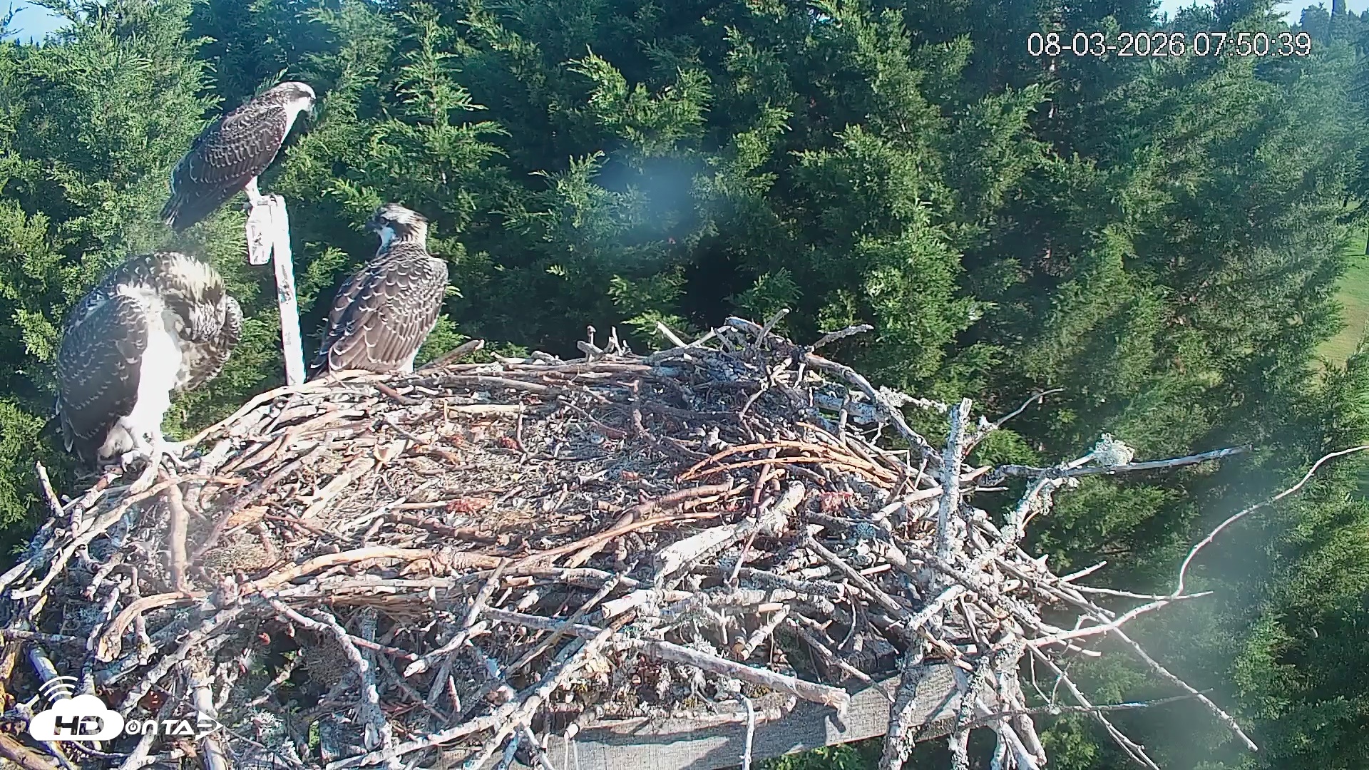 Snapshot of Medina Washington Live Osprey Nest Webcam taken Aug 3, 2026, 7:51am PDT