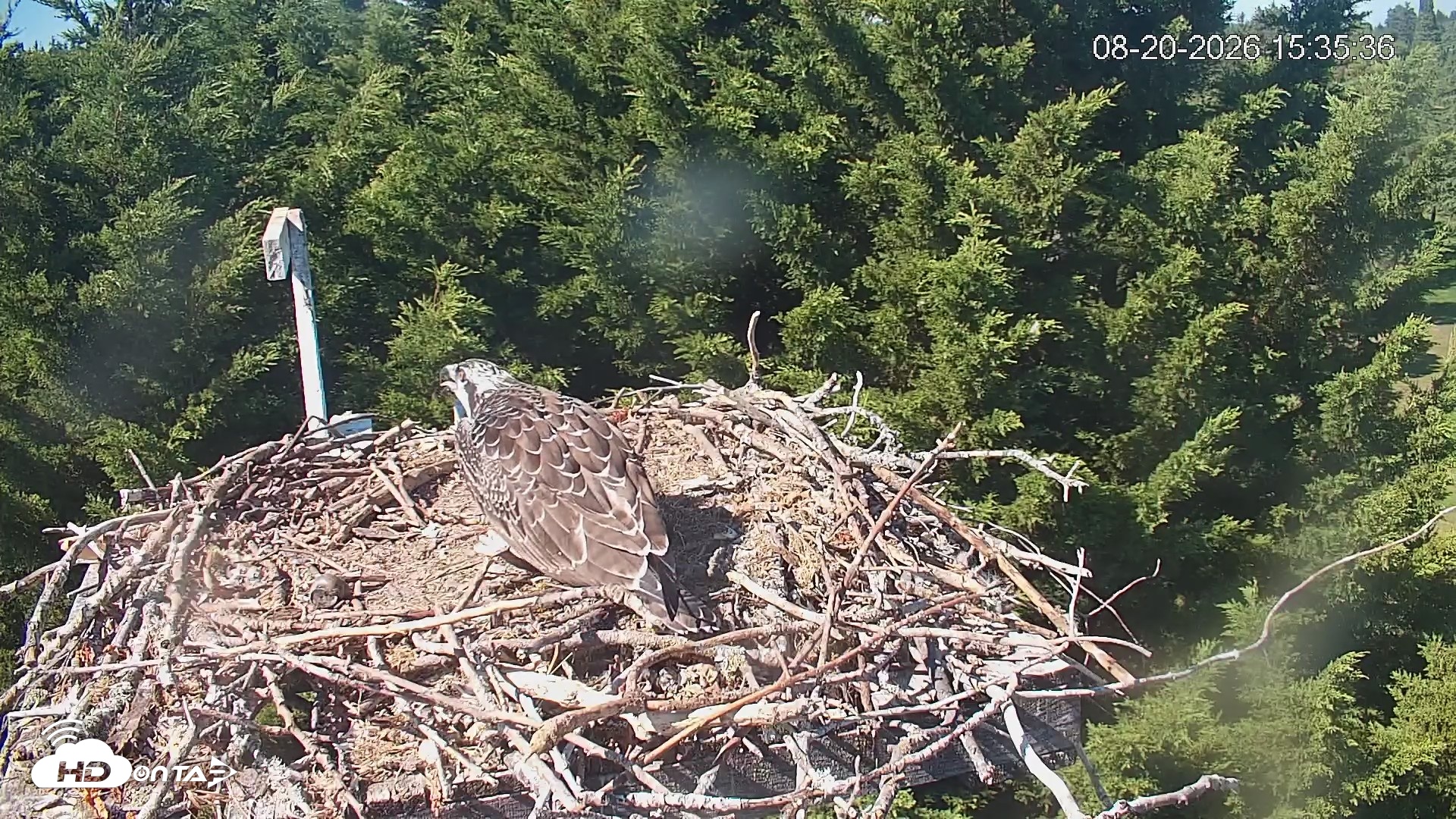 Snapshot of Medina Washington Live Osprey Nest Webcam taken Aug 20, 2026, 3:36pm PDT