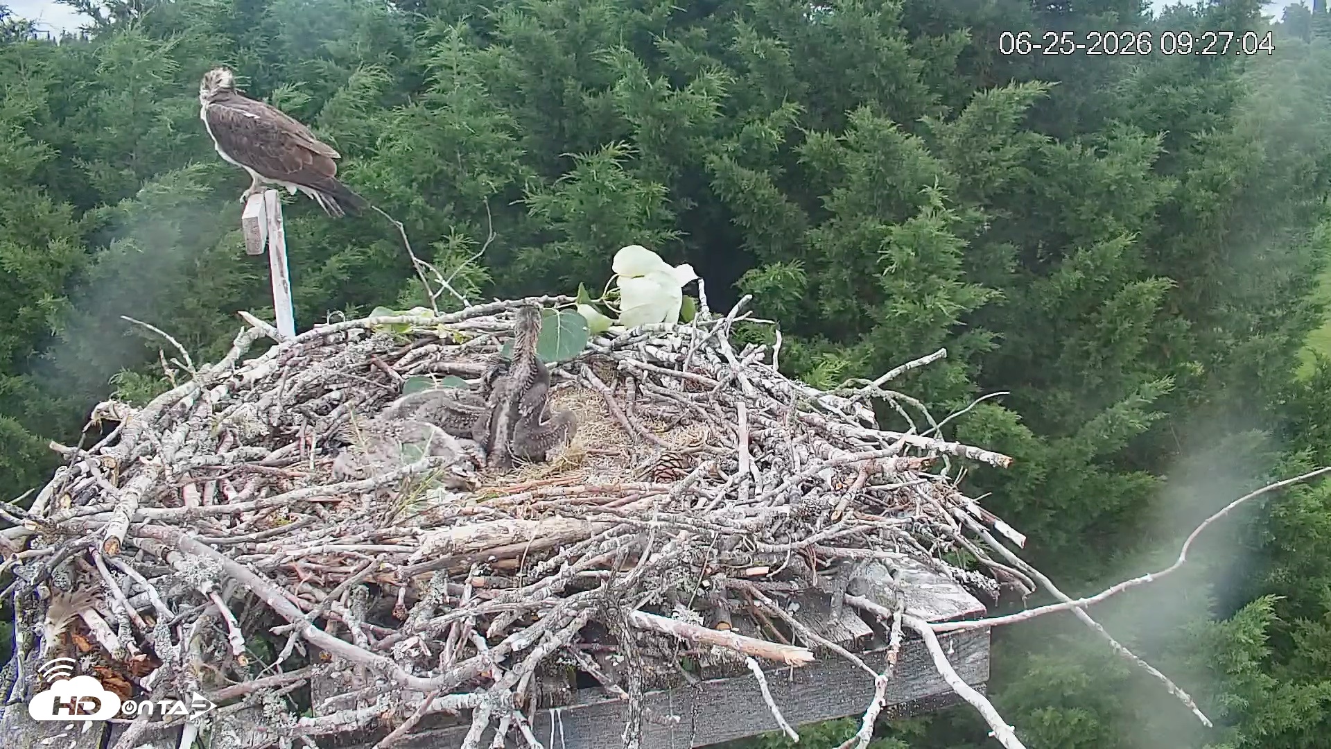 Snapshot of Medina Washington Live Osprey Nest Webcam taken Jun 25, 2026, 9:27am PDT