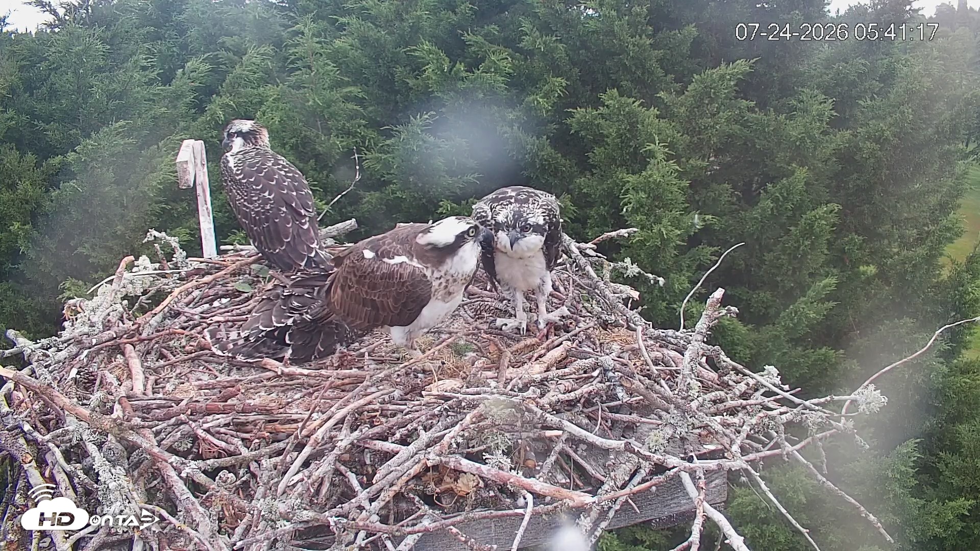 Snapshot of Medina Washington Live Osprey Nest Webcam taken Jul 24, 2026, 5:41am PDT