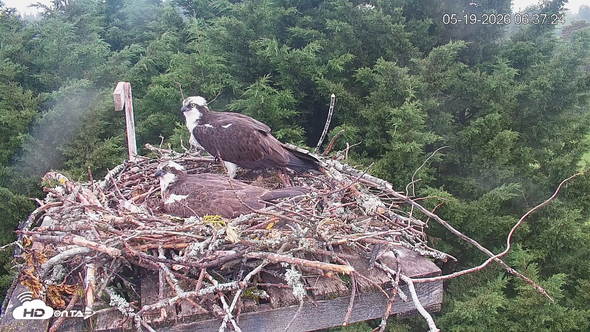 Snapshot of Medina Washington Live Osprey Nest Webcam taken May 19, 2026, 6:38am PDT