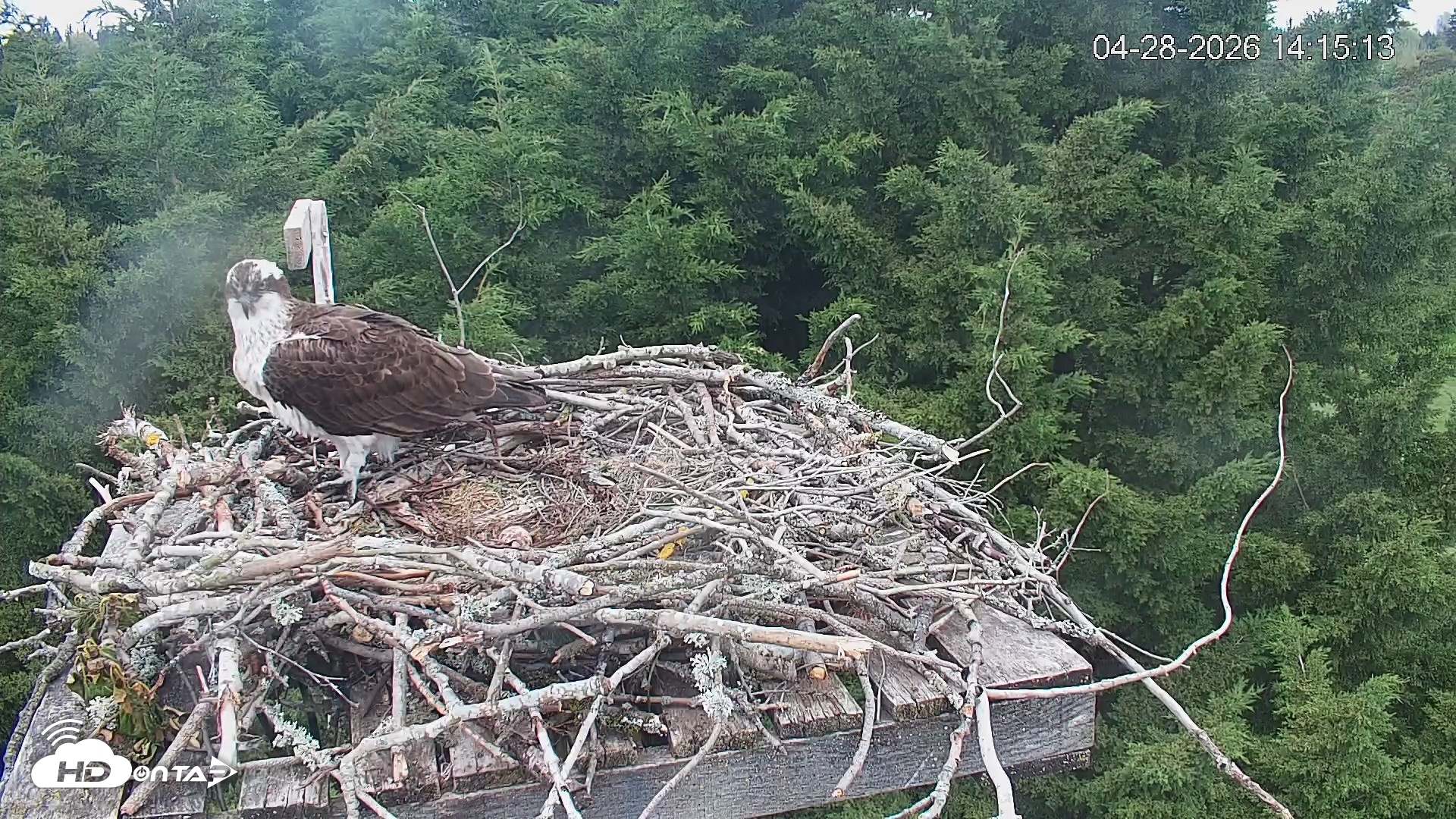 Snapshot of Medina Washington Live Osprey Nest Webcam taken Apr 28, 2026, 2:15pm PDT