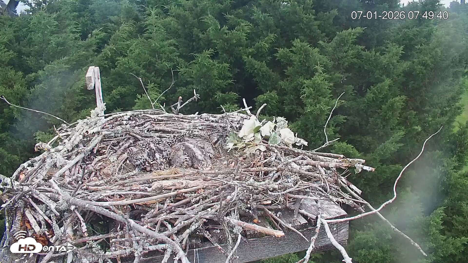 Snapshot of Medina Washington Live Osprey Nest Webcam taken Jul 1, 2026, 7:50am PDT