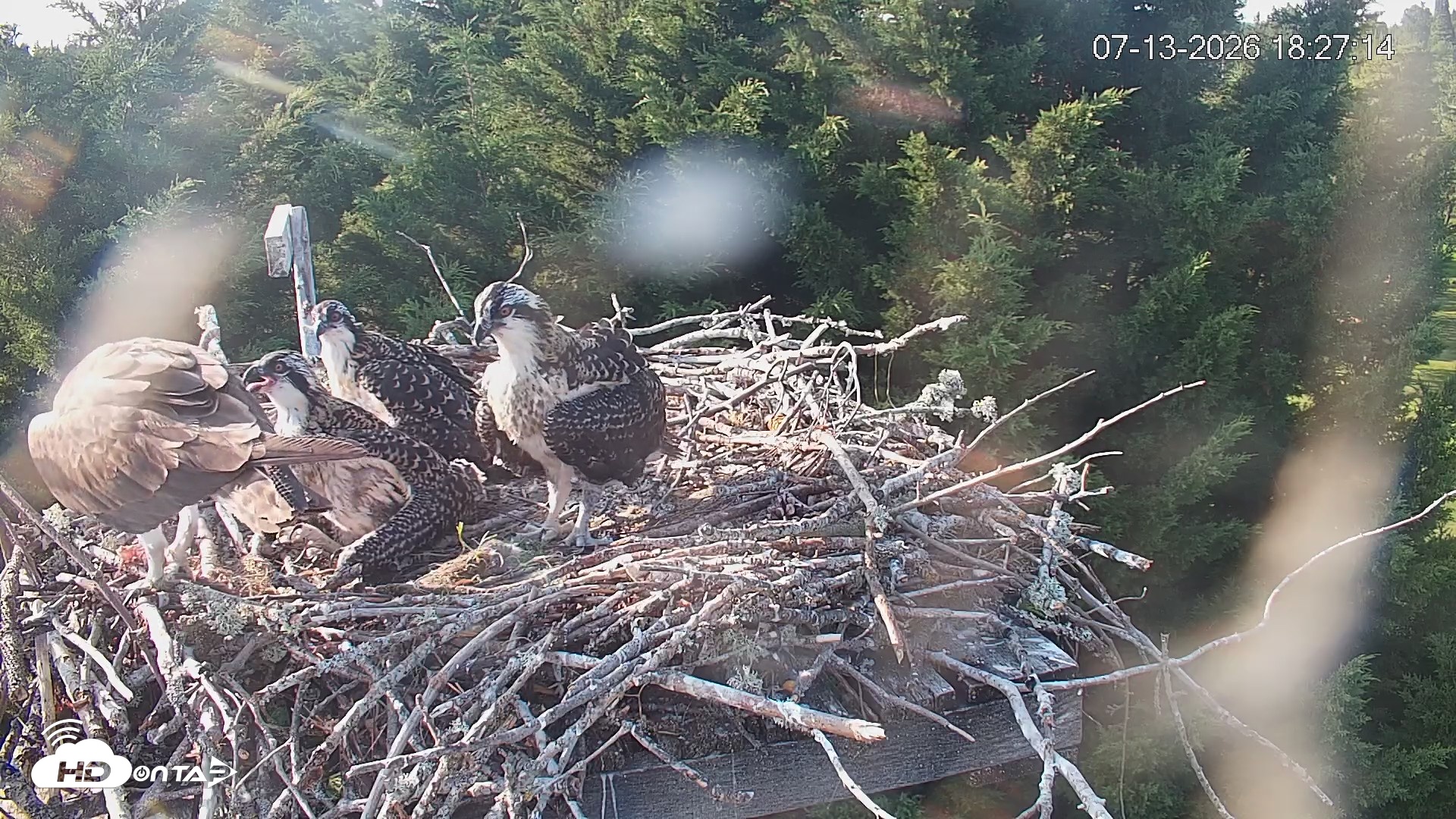 Snapshot of Medina Washington Live Osprey Nest Webcam taken Jul 13, 2026, 6:27pm PDT