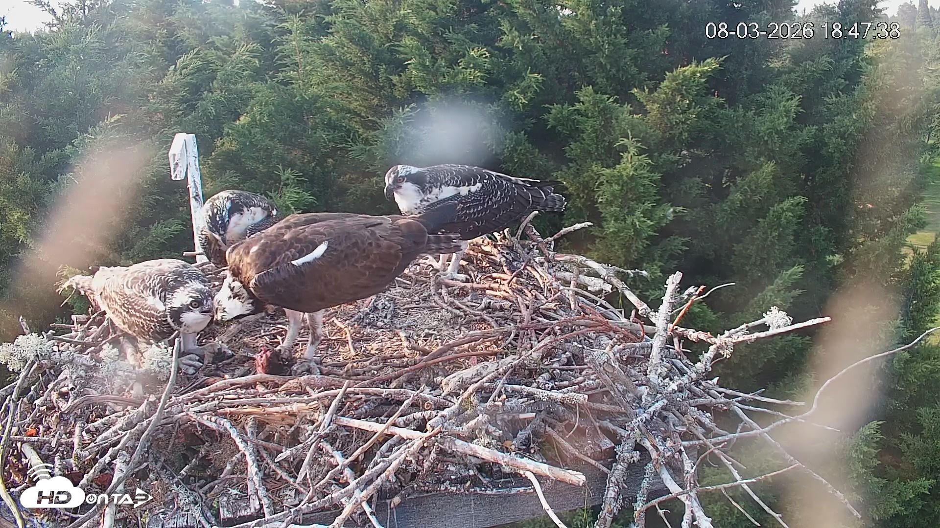 Snapshot of Medina Washington Live Osprey Nest Webcam taken Aug 3, 2026, 6:48pm PDT