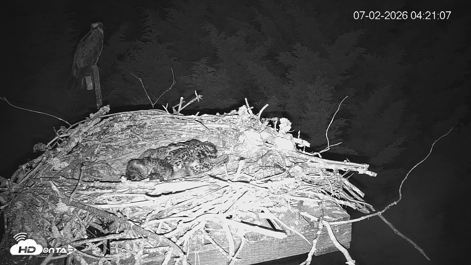 Snapshot of Medina Washington Live Osprey Nest Webcam taken Jul 2, 2026, 4:21am PDT