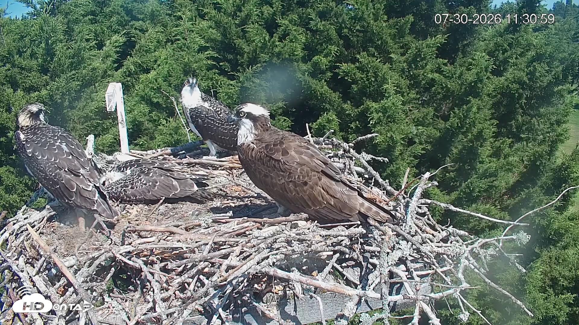 Snapshot of Medina Washington Live Osprey Nest Webcam taken Jul 30, 2026, 11:31am PDT