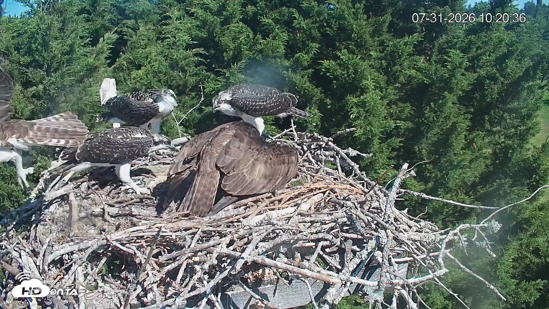 Snapshot of Medina Washington Live Osprey Nest Webcam taken Jul 31, 2026, 10:21am PDT