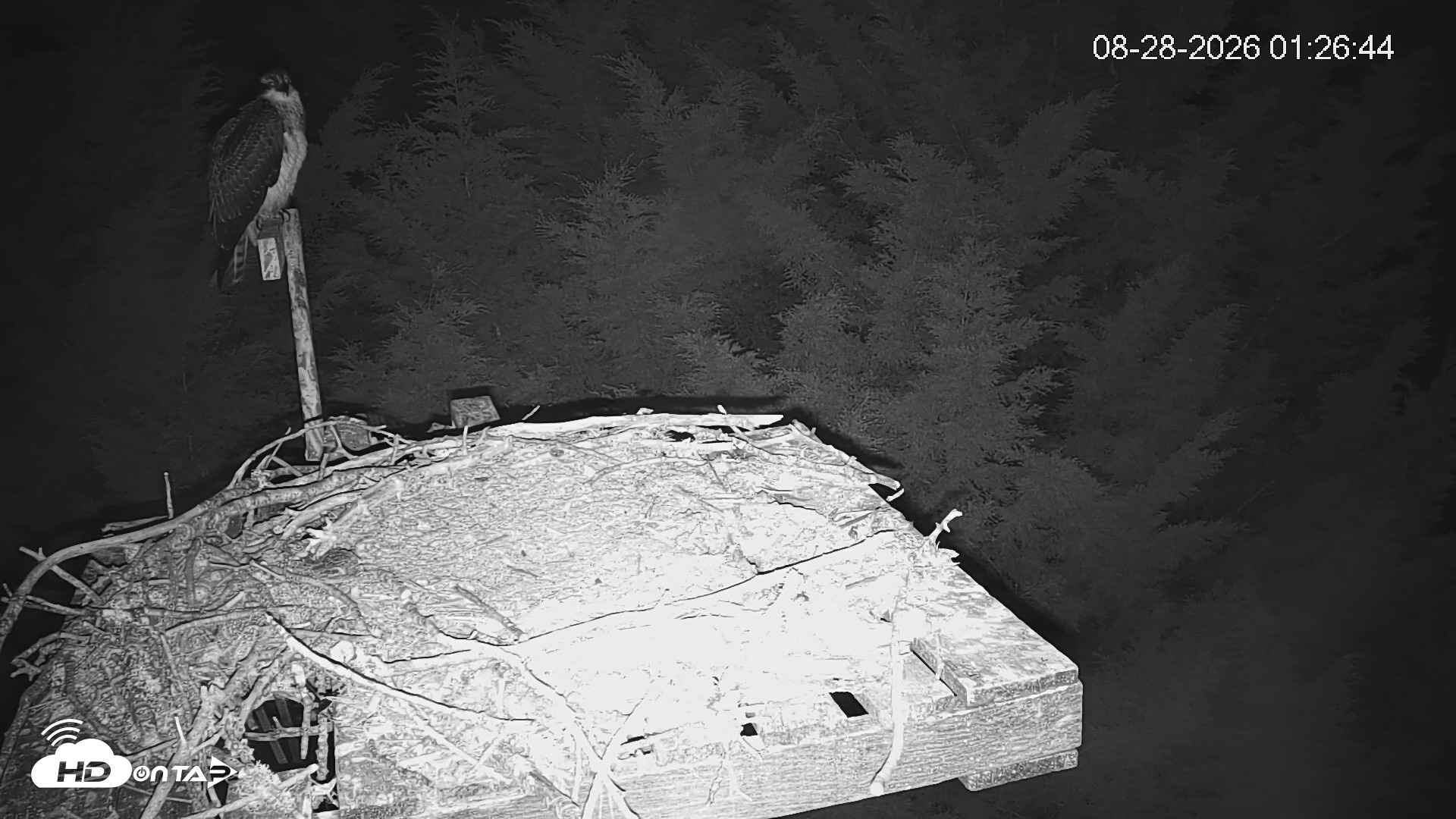 Snapshot of Medina Washington Live Osprey Nest Webcam taken Aug 28, 2026, 1:27am PDT