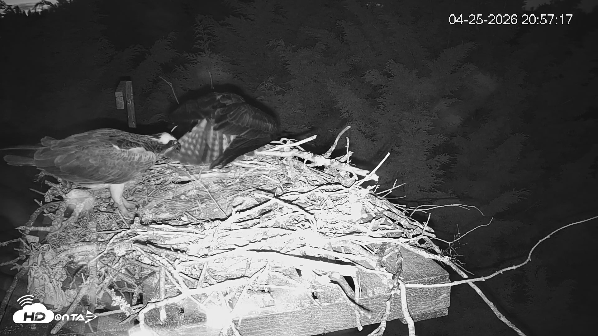 Snapshot of Medina Washington Live Osprey Nest Webcam taken Apr 25, 2026, 8:58pm PDT