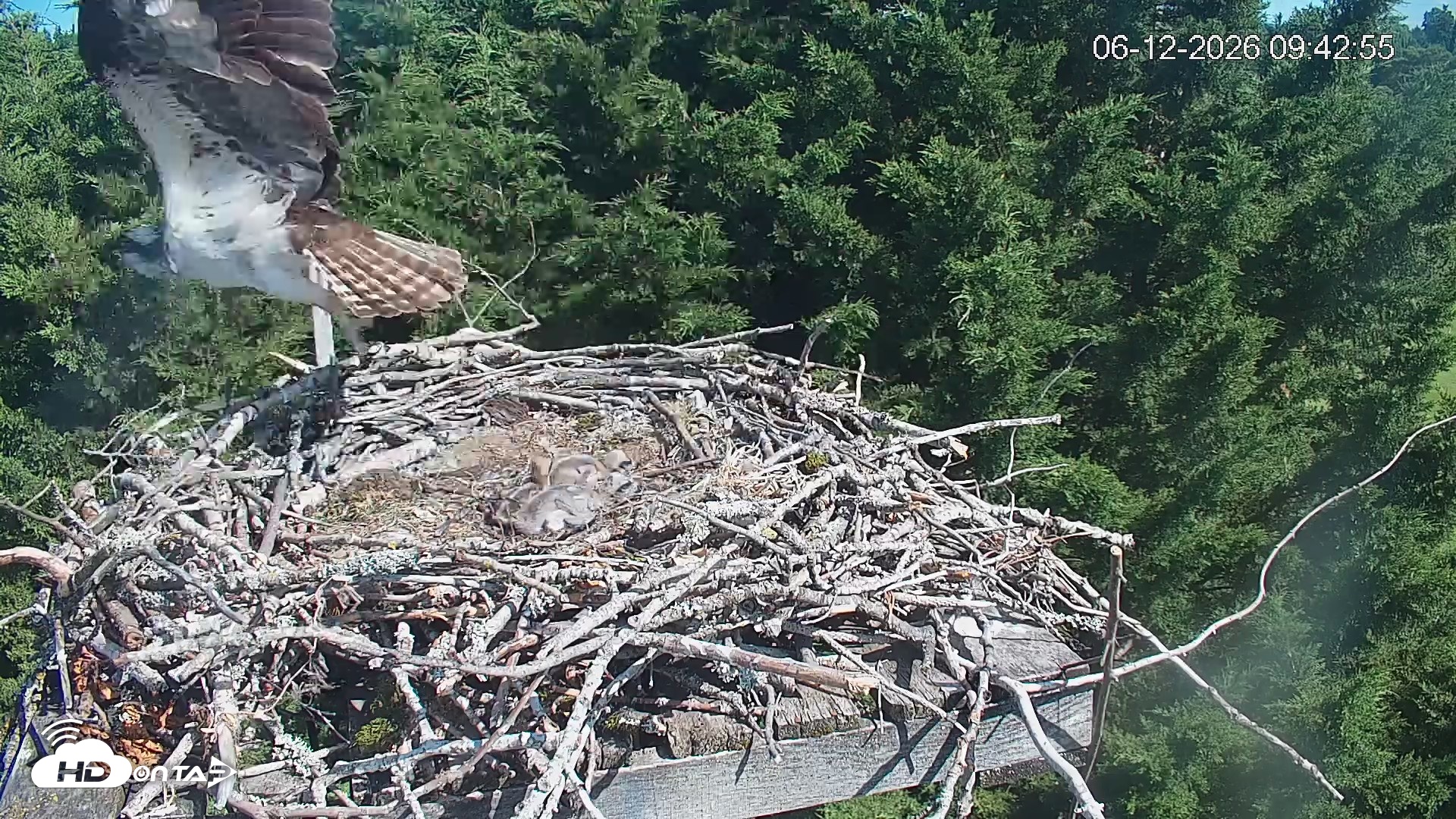 Snapshot of Medina Washington Live Osprey Nest Webcam taken Jun 12, 2026, 9:43am PDT