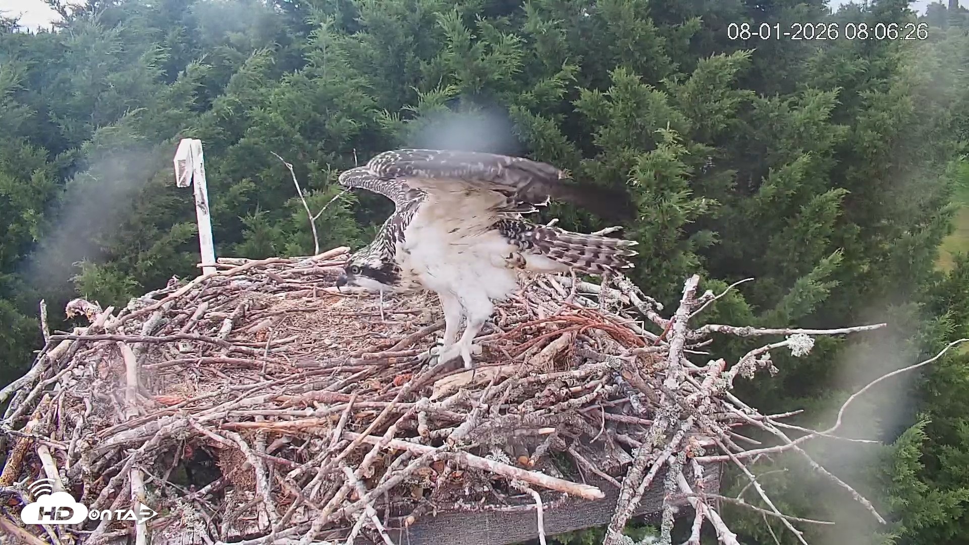 Snapshot of Medina Washington Live Osprey Nest Webcam taken Aug 1, 2026, 8:07am PDT